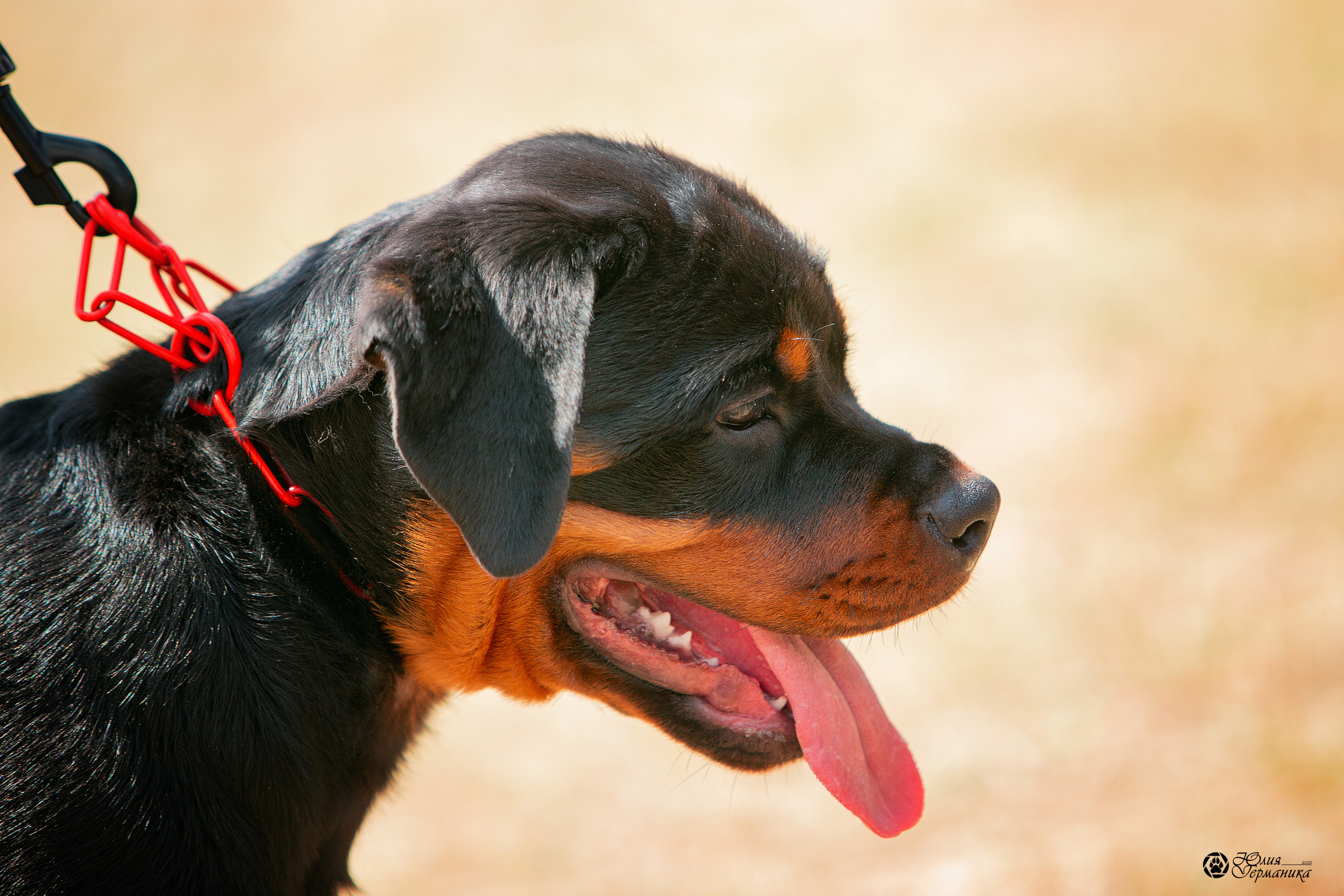 Тверь моно ротвейлеров 3-4 июля 2021. Фотограф-анималист Юлия Германика
