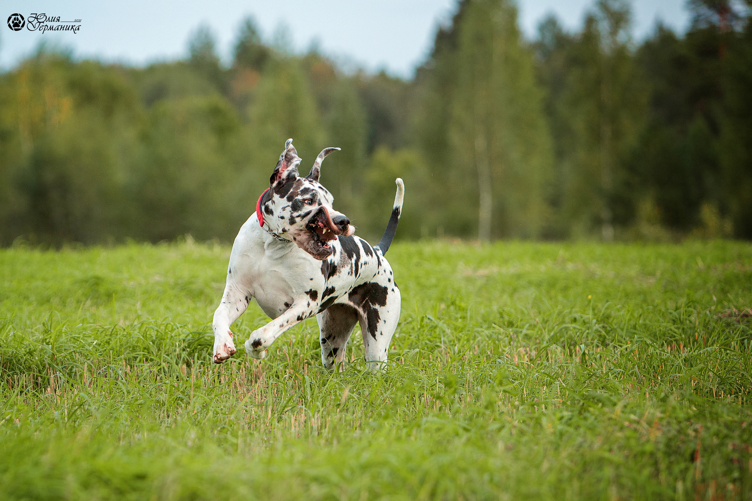 Свободная съемка. Фотограф-анималист Юлия Германика