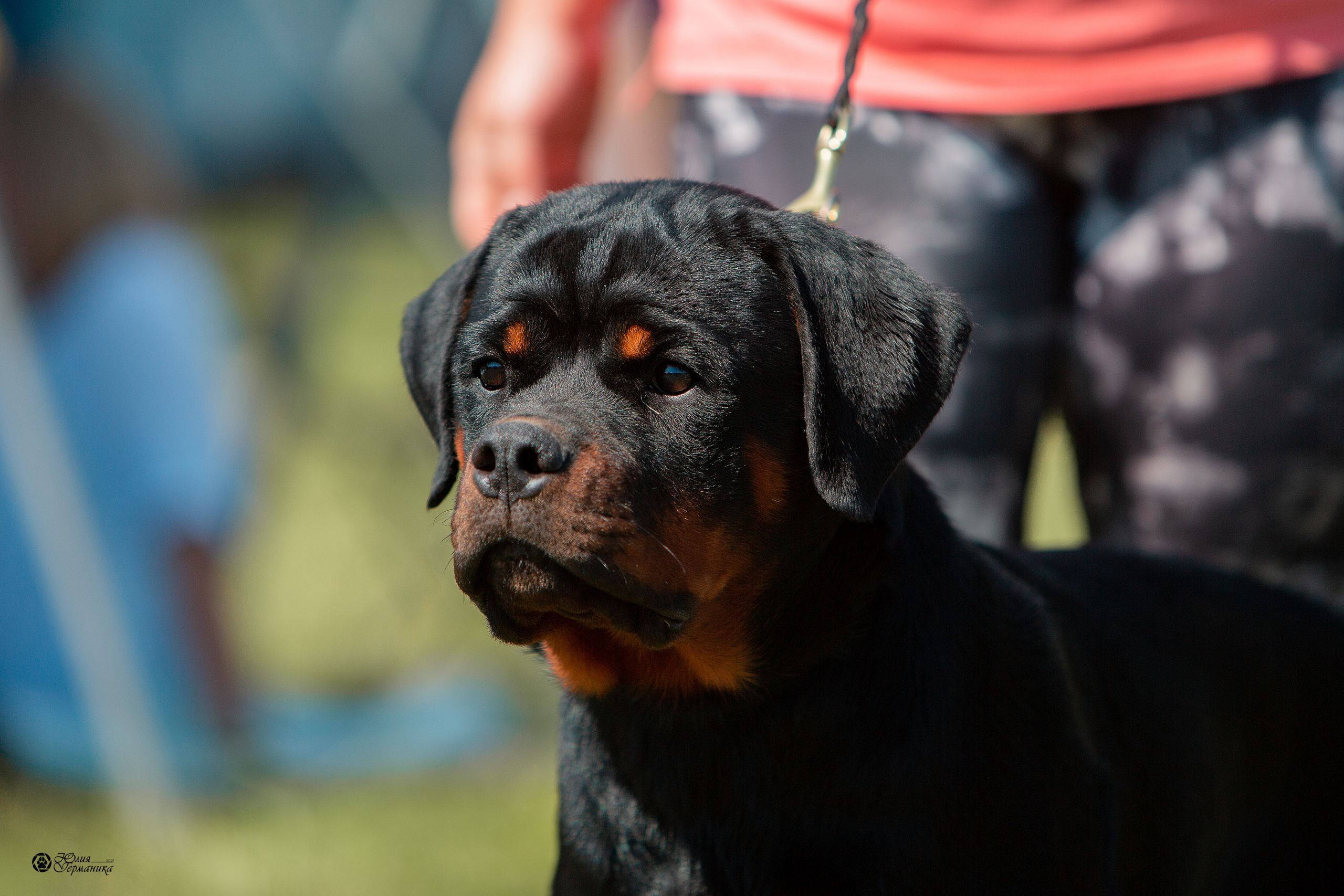 Рязань,Ховрино 14-15 августа 2021 моно ротвейлеров. Фотограф-анималист Юлия Германика