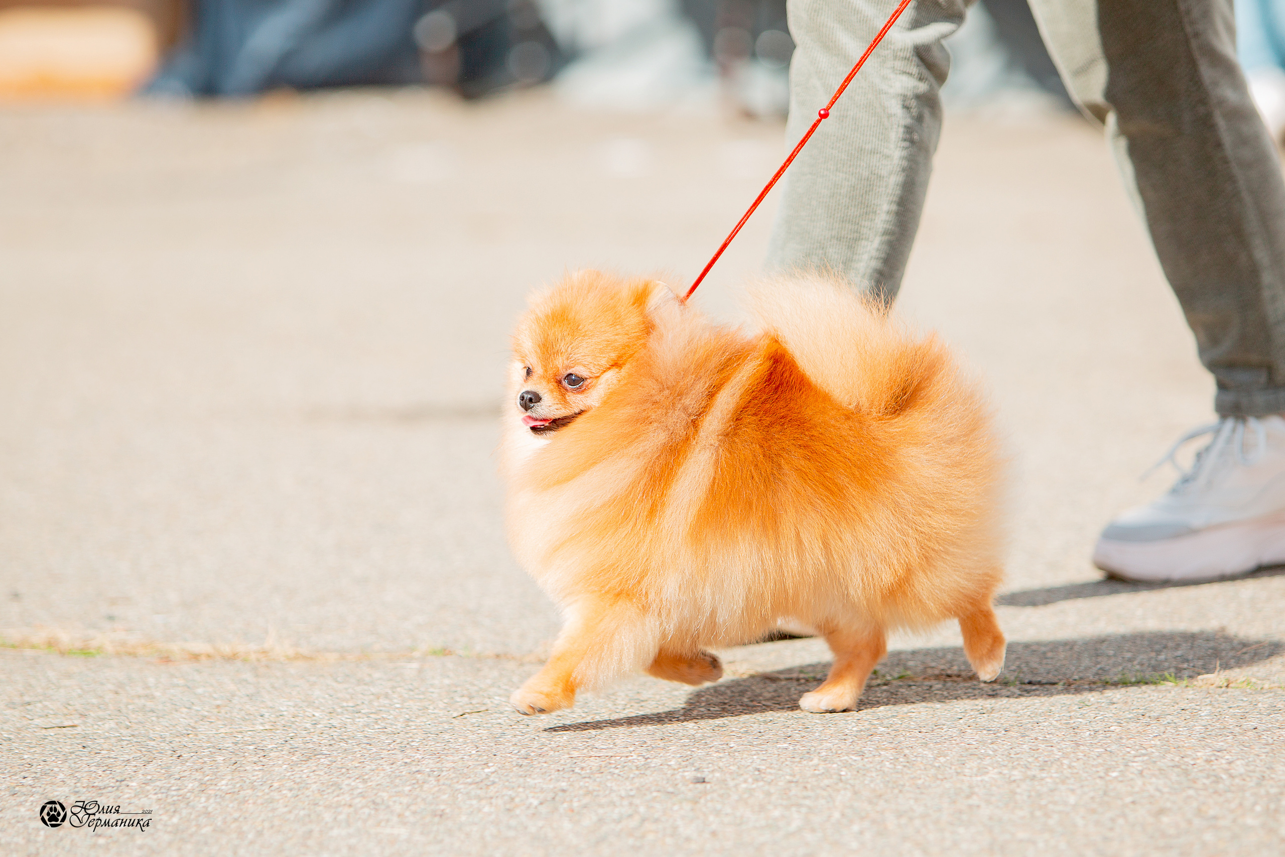 Майкоп САС 9 октября. Фотограф-анималист Юлия Германика