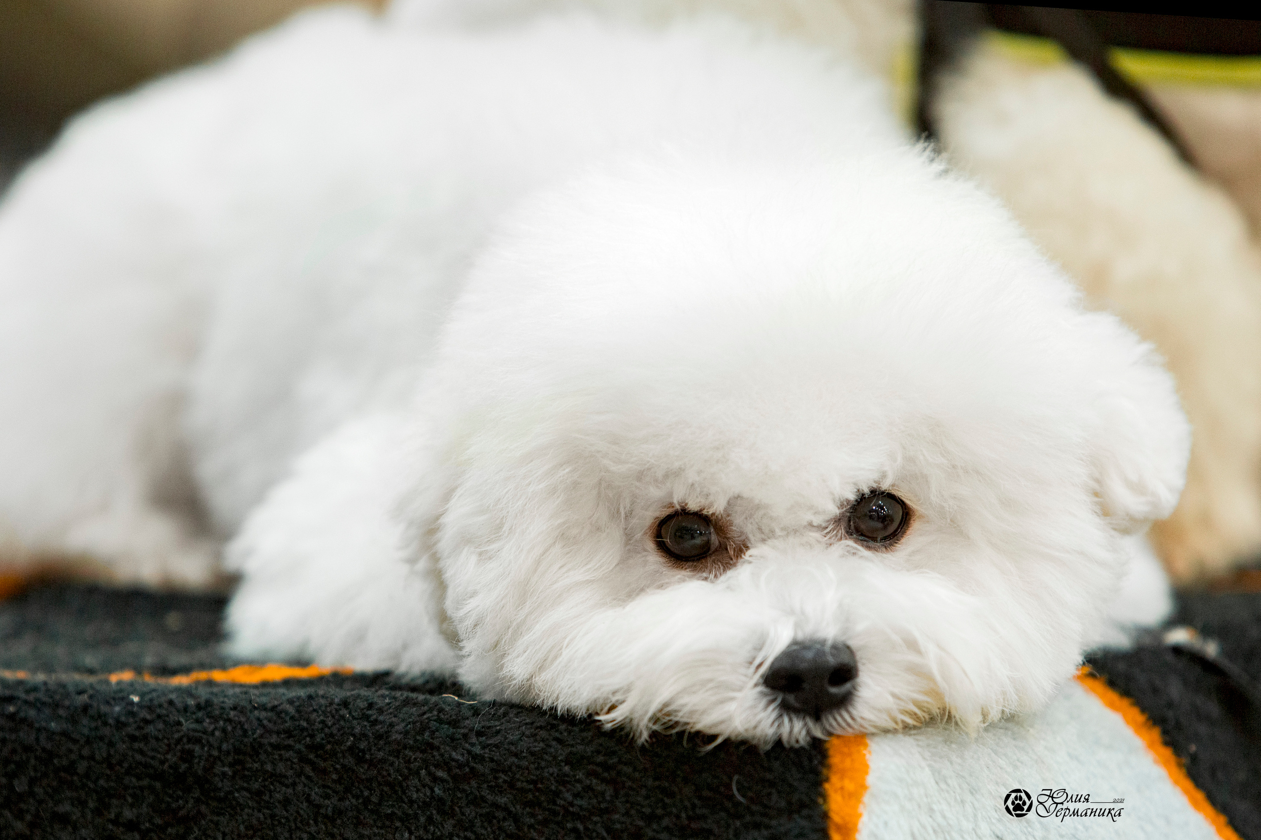 Минск 2хCACIB 27-28 ноября 2021. Фотограф-анималист Юлия Германика