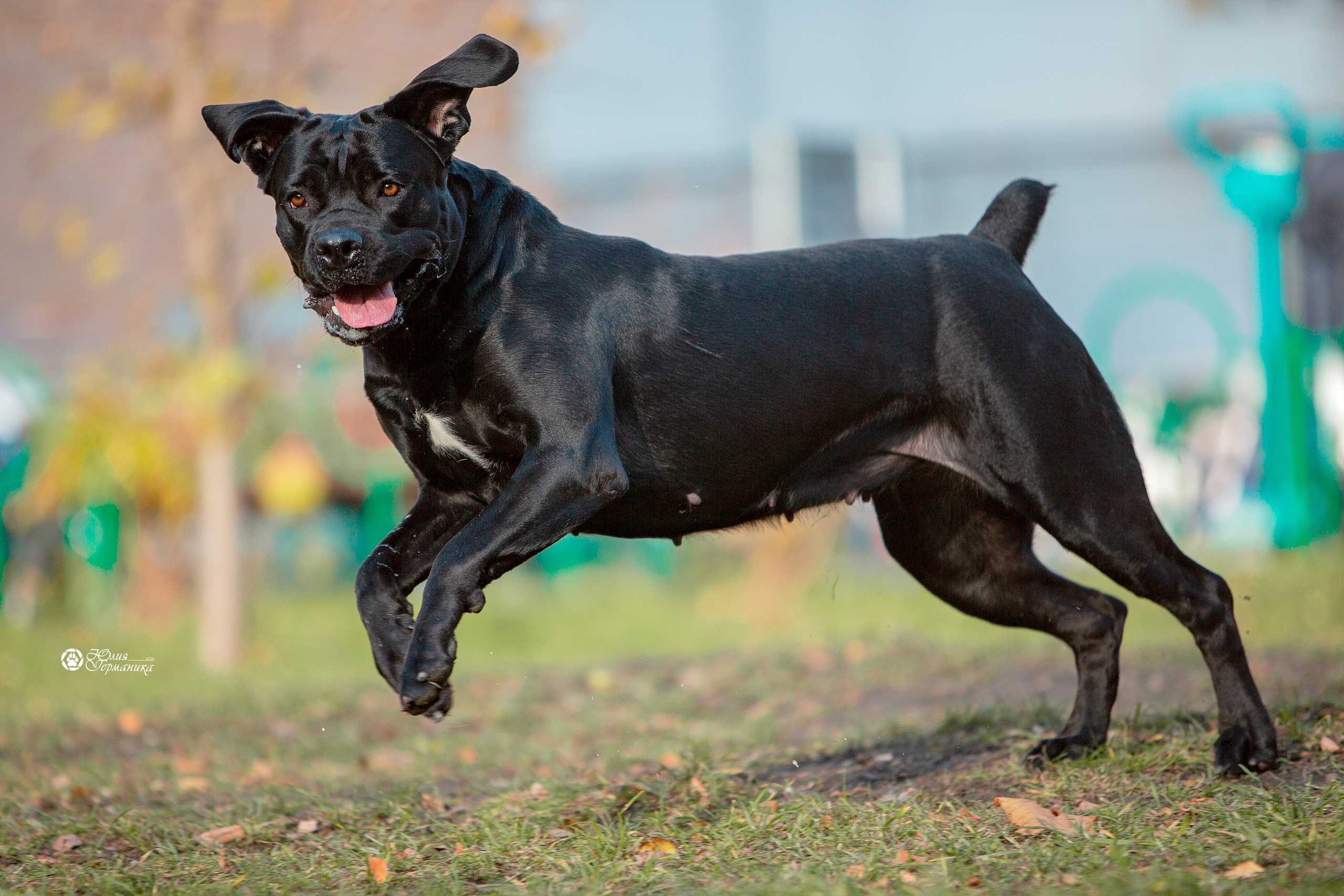Свободная съемка. Фотограф-анималист Юлия Германика