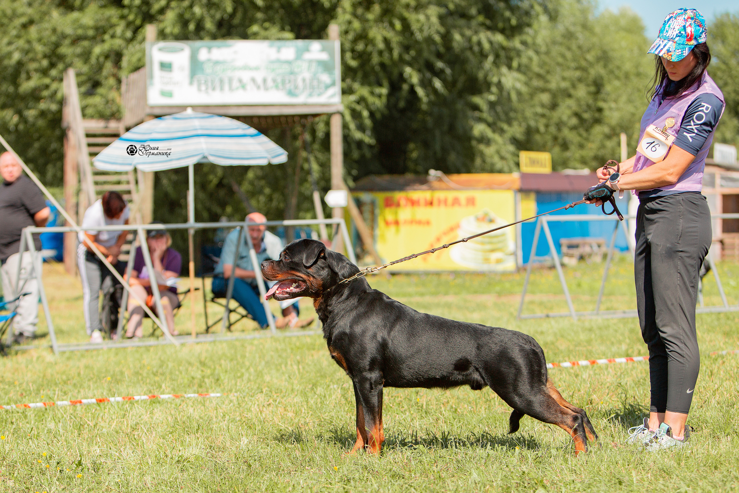 Рязань,Ховрино 14-15 августа 2021 моно ротвейлеров. Фотограф-анималист Юлия Германика