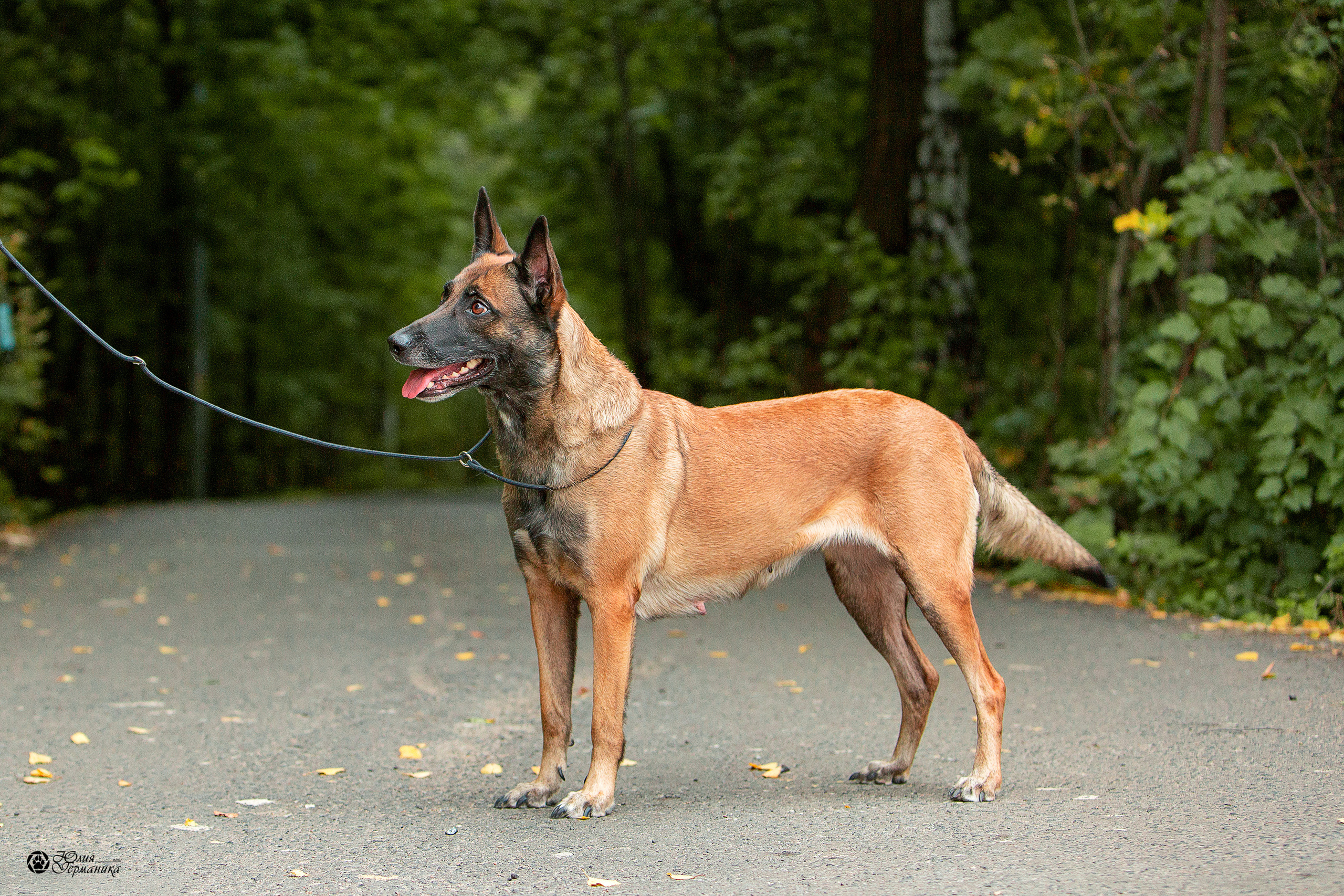 Свободная съемка. Фотограф-анималист Юлия Германика