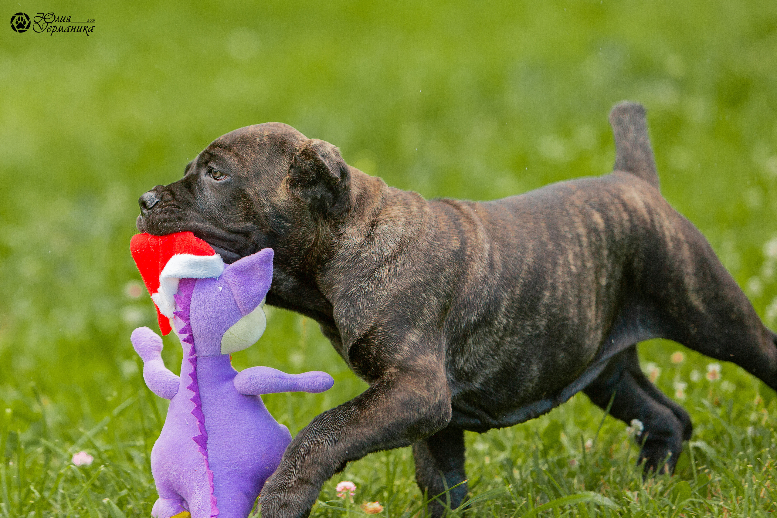 Съёмки щенков и котят. Фотограф-анималист Юлия Германика