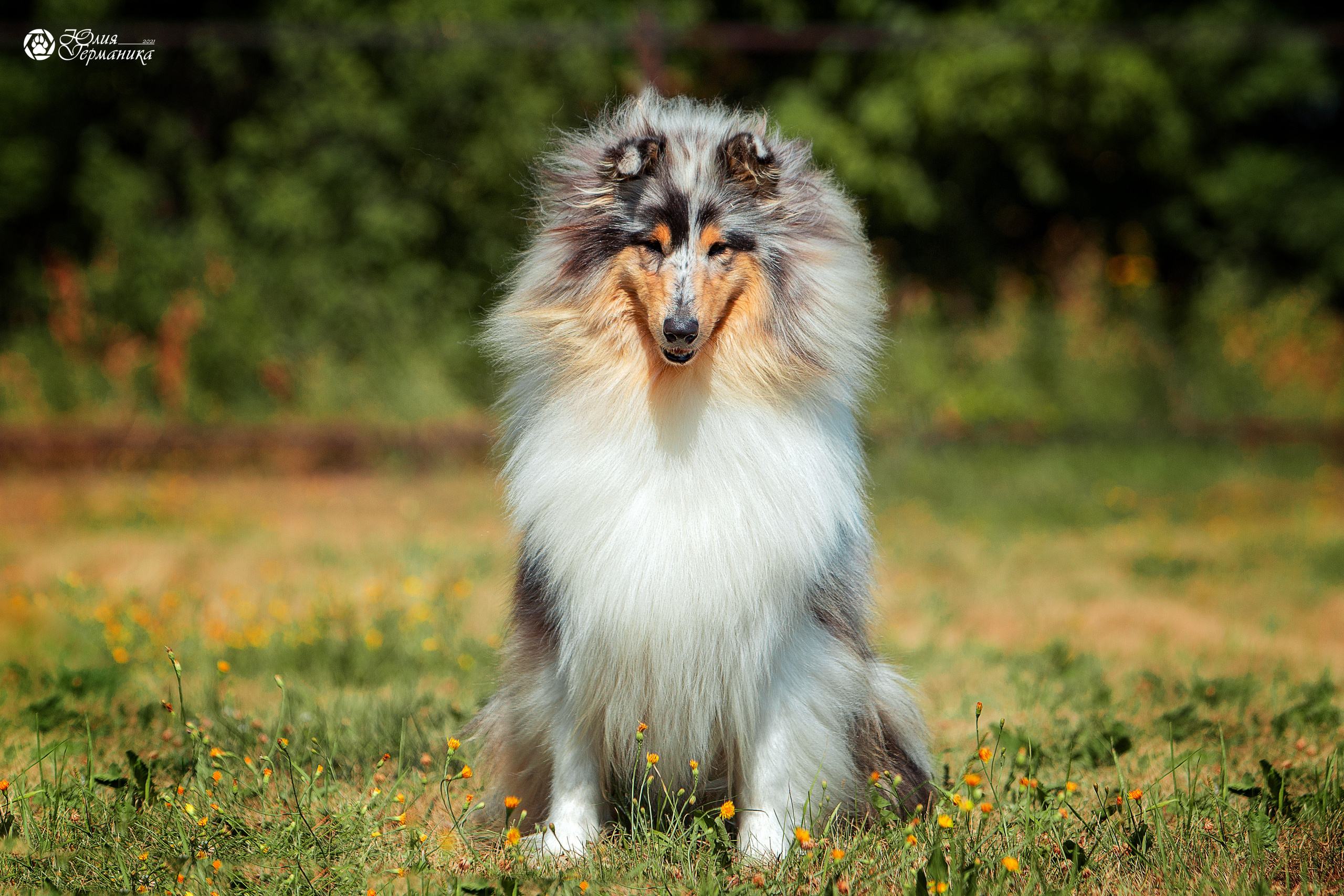 Свободная съемка. Фотограф-анималист Юлия Германика