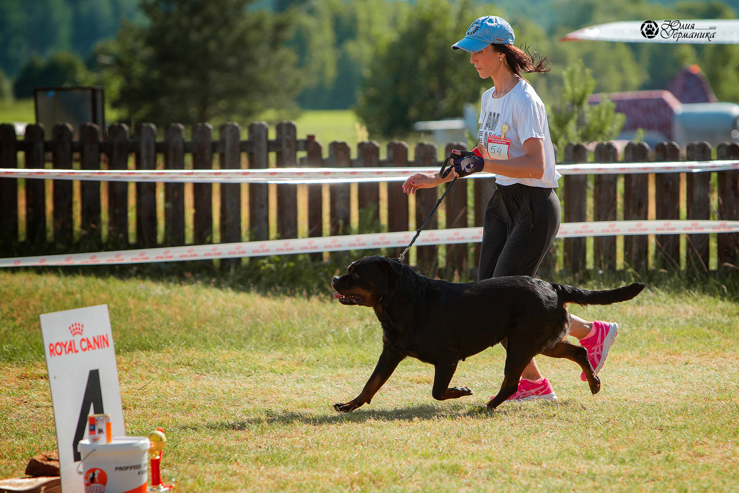 Тверь моно ротвейлеров 3-4 июля 2021. Фотограф-анималист Юлия Германика