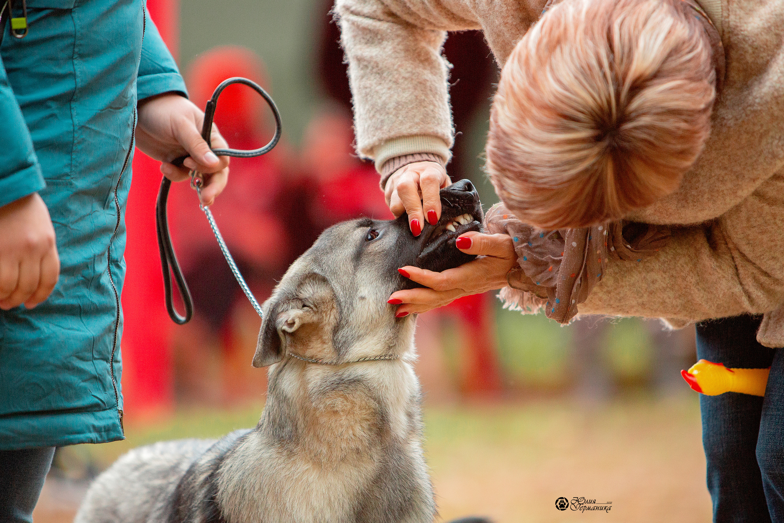 Сокольники 25 сентября Моно ВЕО Моншер Версаль. Фотограф-анималист Юлия Германика