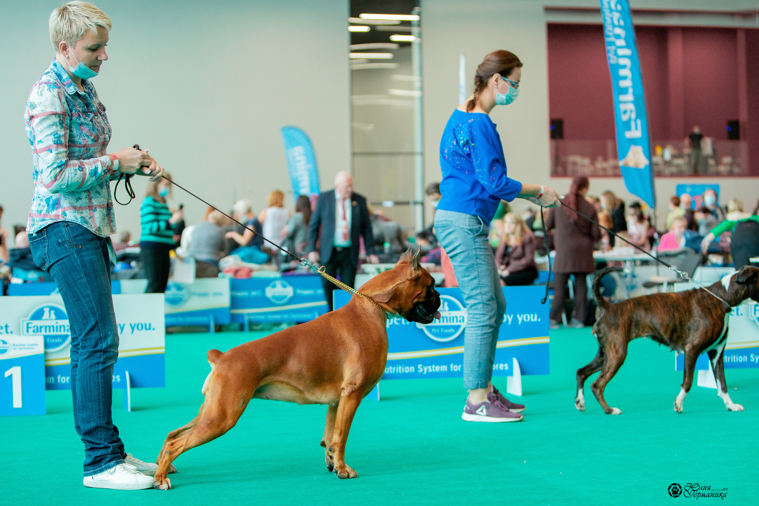 Нижний Новгород 3хCACIB 15-17 октября 2021. Фотограф-анималист Юлия Германика
