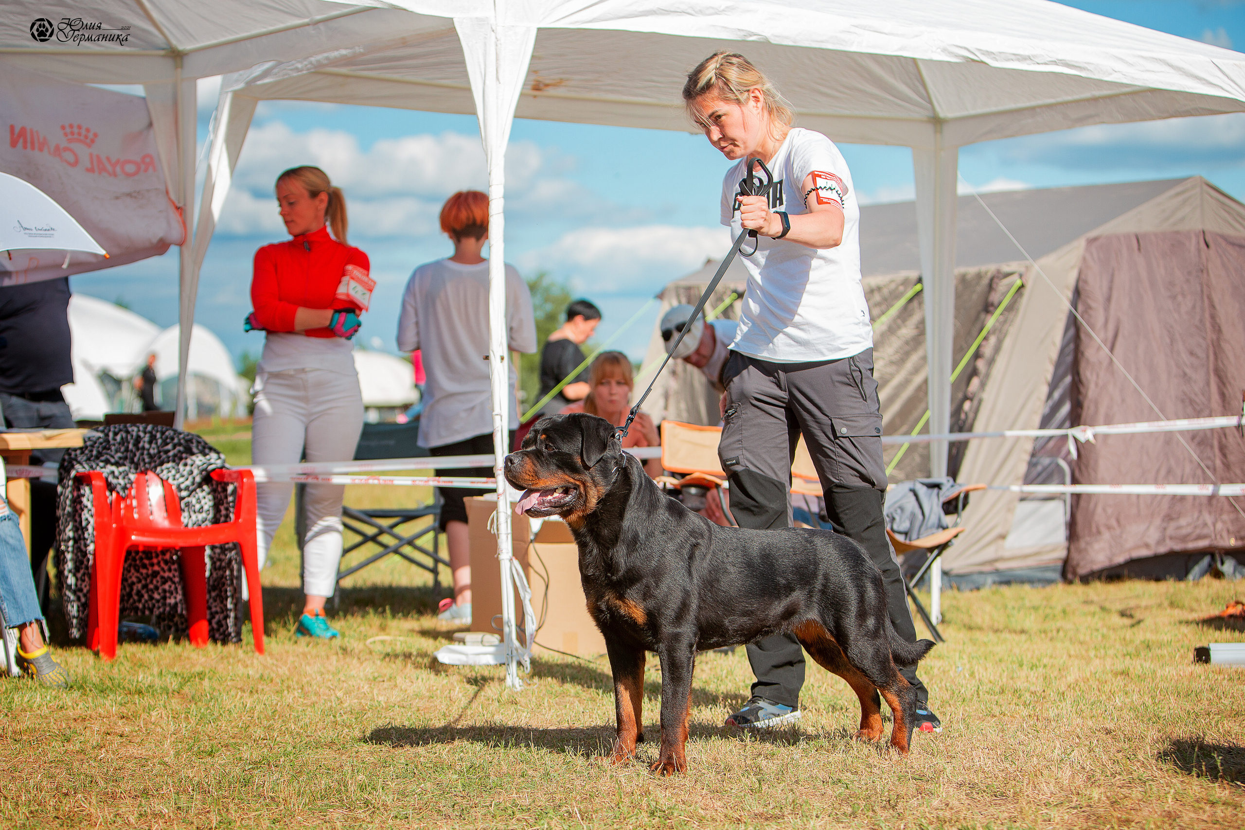 Тверь моно ротвейлеров 3-4 июля 2021. Фотограф-анималист Юлия Германика