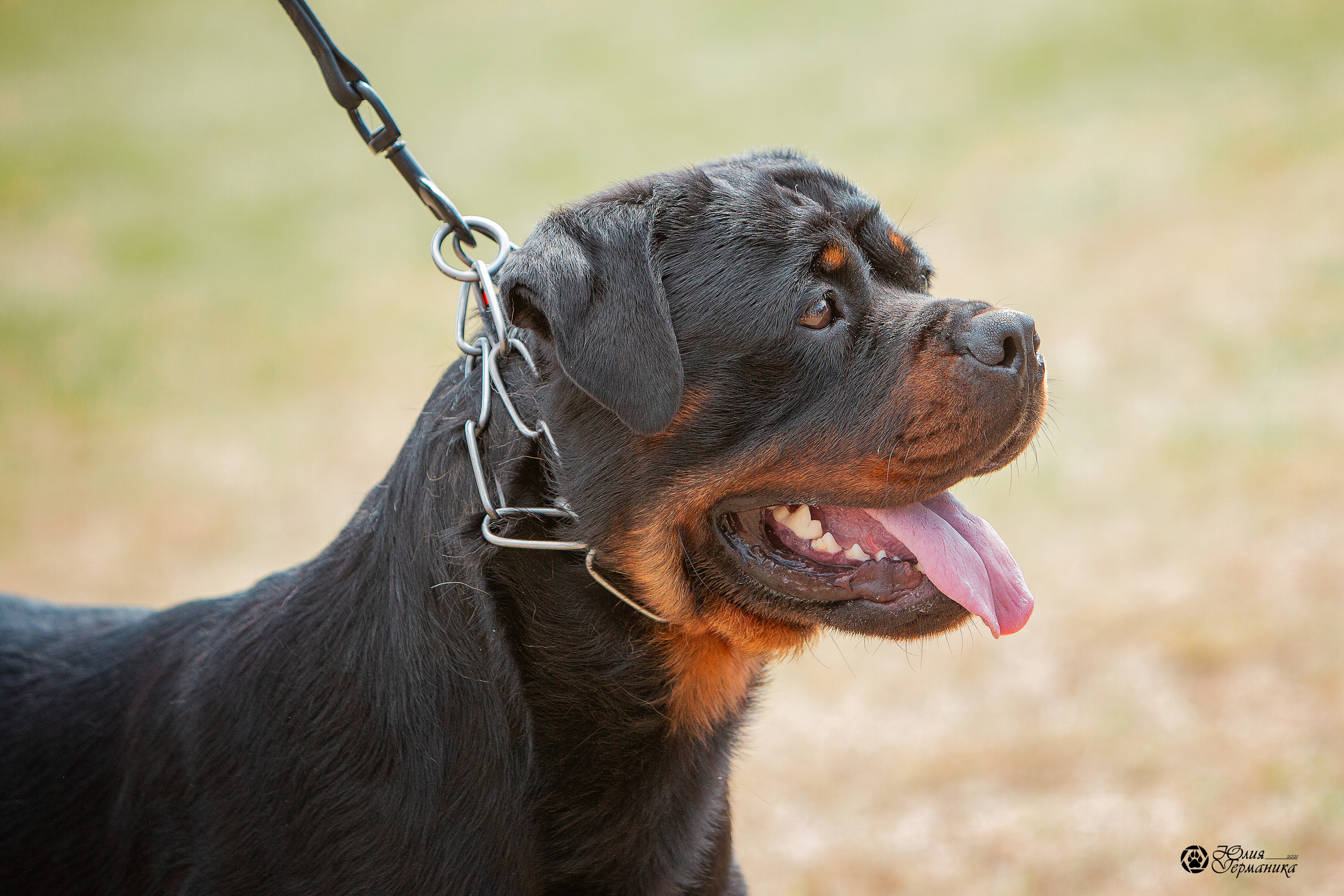 Тверь моно ротвейлеров 3-4 июля 2021. Фотограф-анималист Юлия Германика