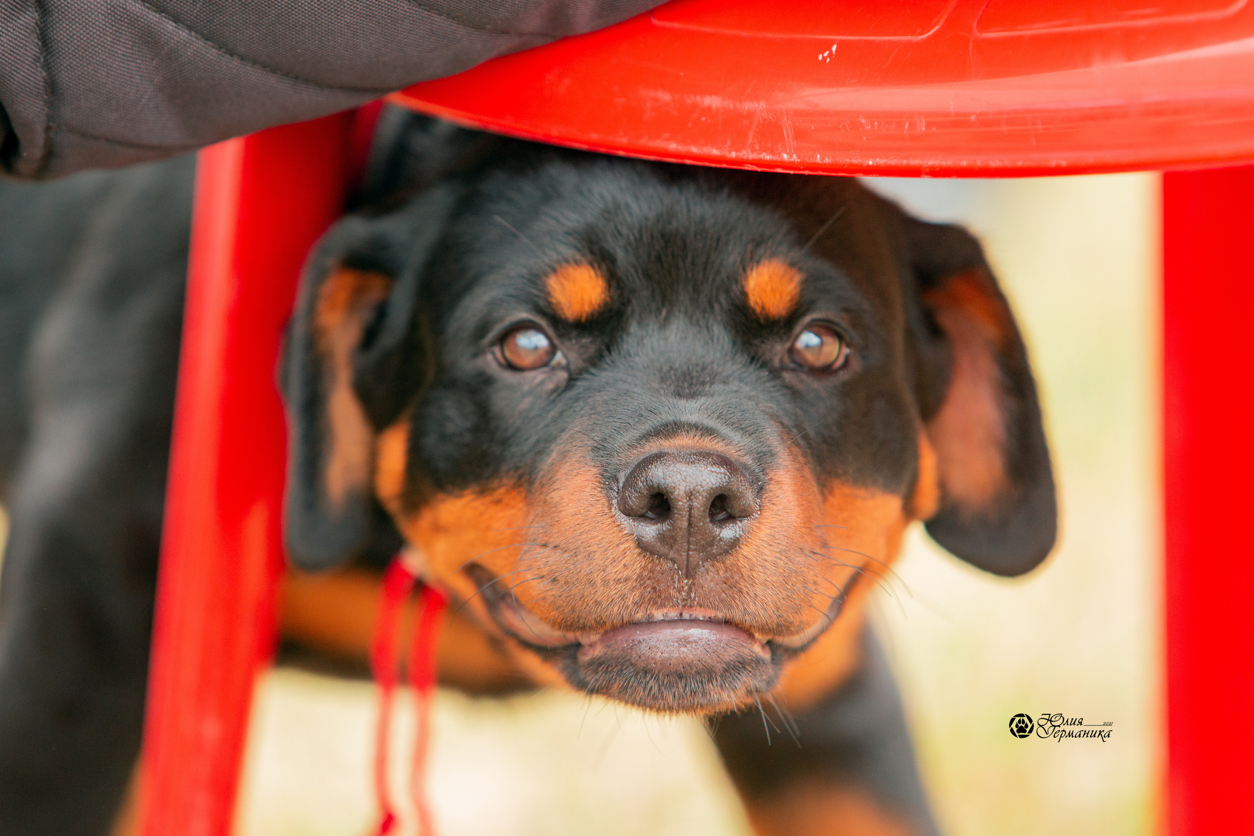 Тверь моно ротвейлеров 3-4 июля 2021. Фотограф-анималист Юлия Германика
