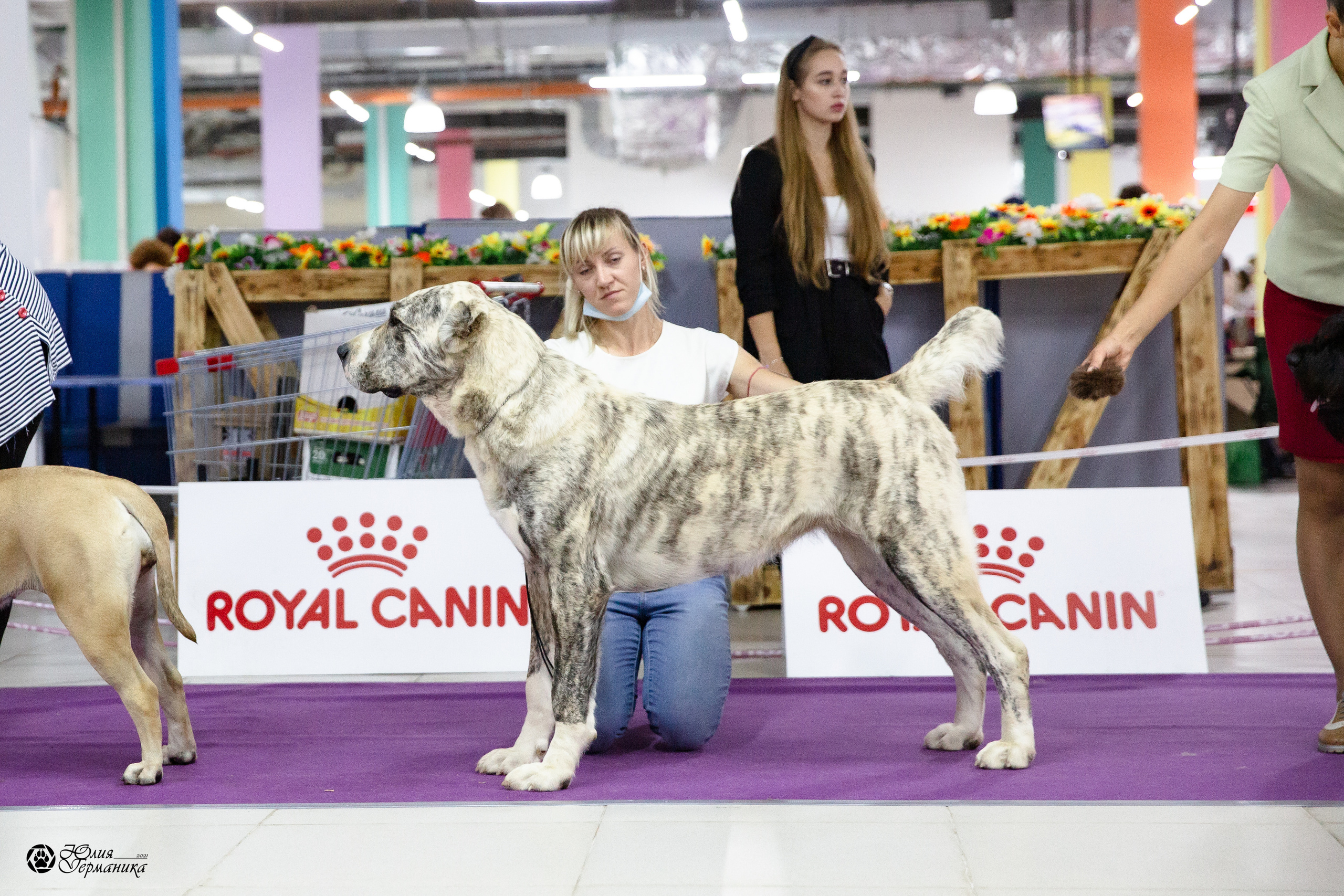 Чайна-Таун 2021. Фотограф-анималист Юлия Германика