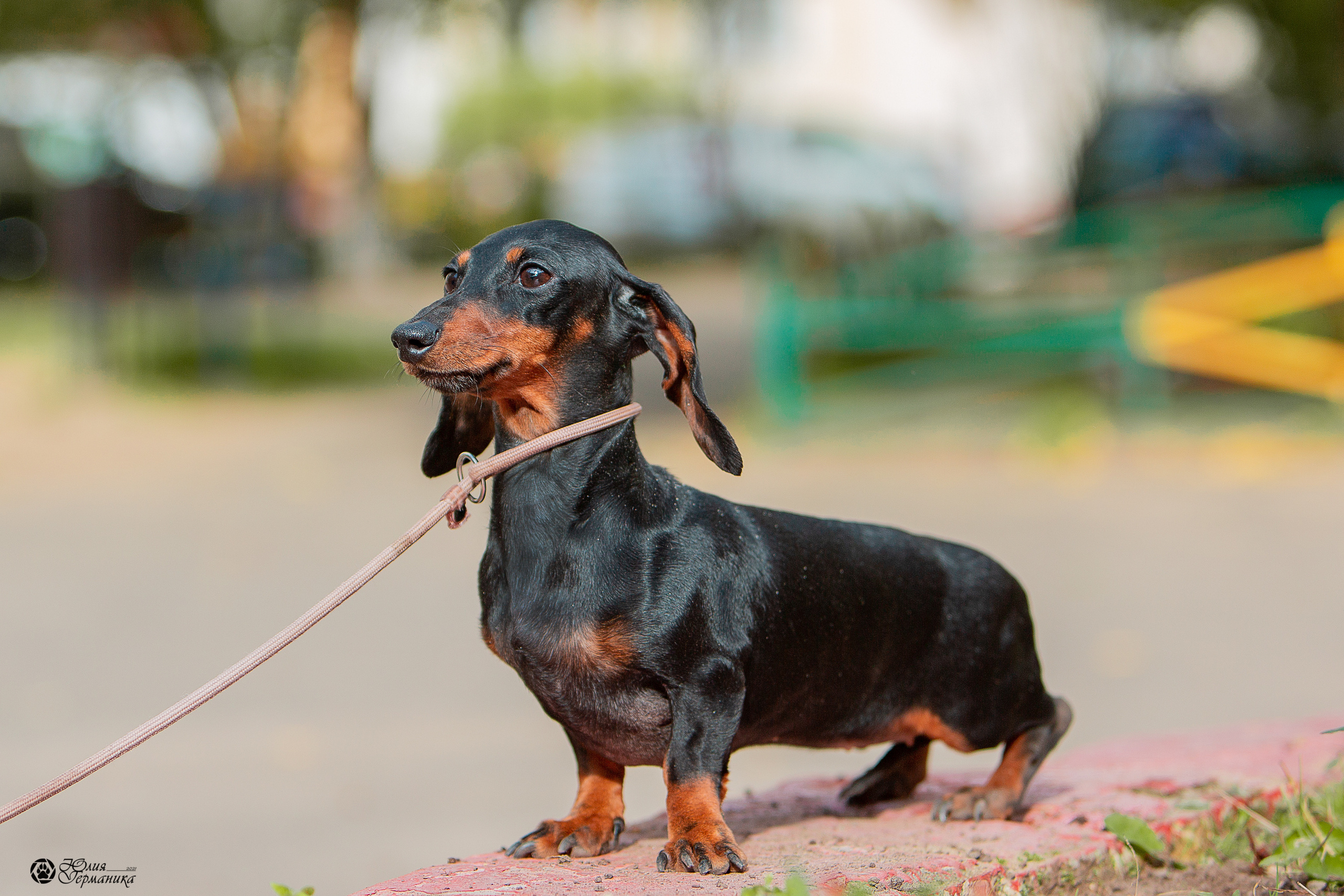 Свободная съемка. Фотограф-анималист Юлия Германика