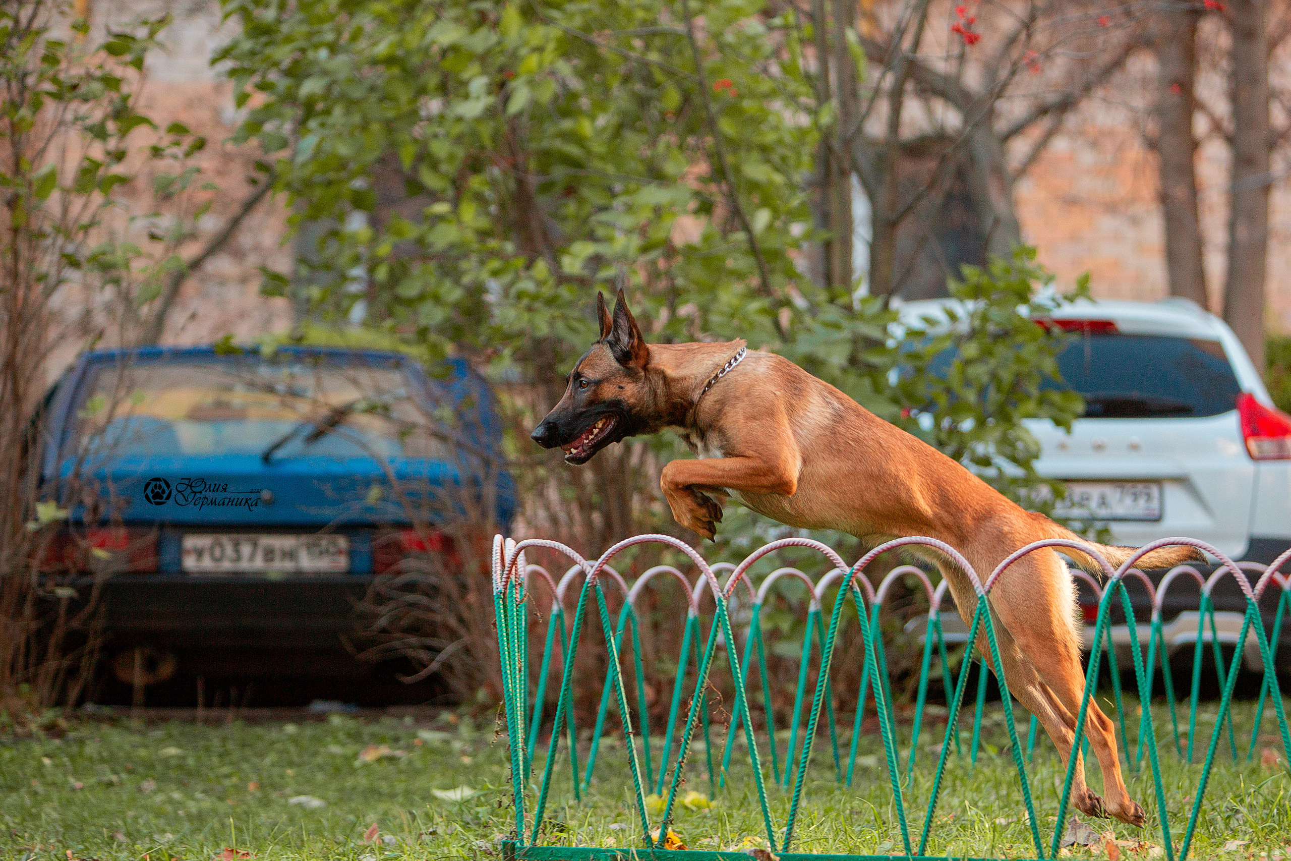 Свободная съемка. Фотограф-анималист Юлия Германика