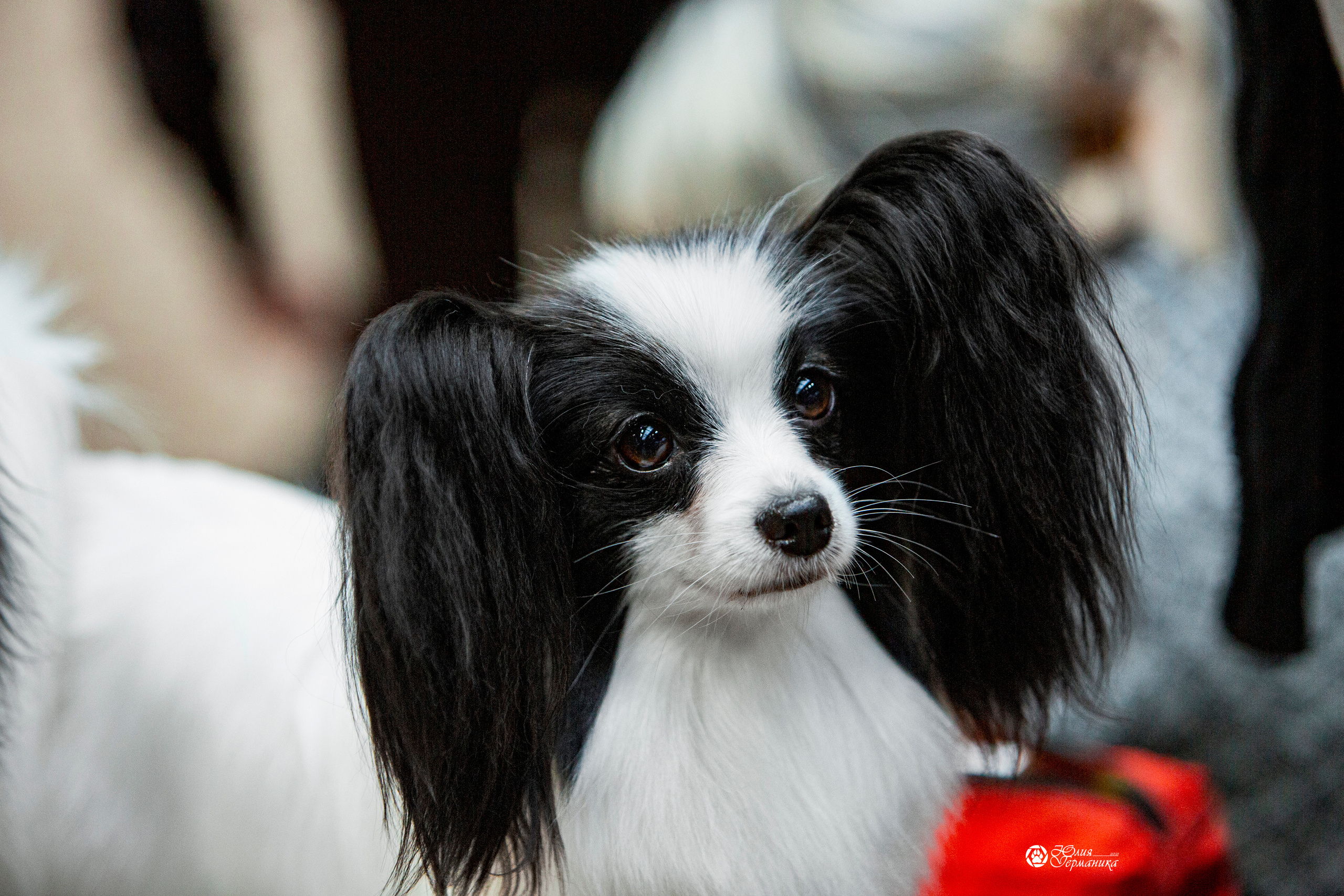 Минск 2хCACIB 27-28 ноября 2021. Фотограф-анималист Юлия Германика