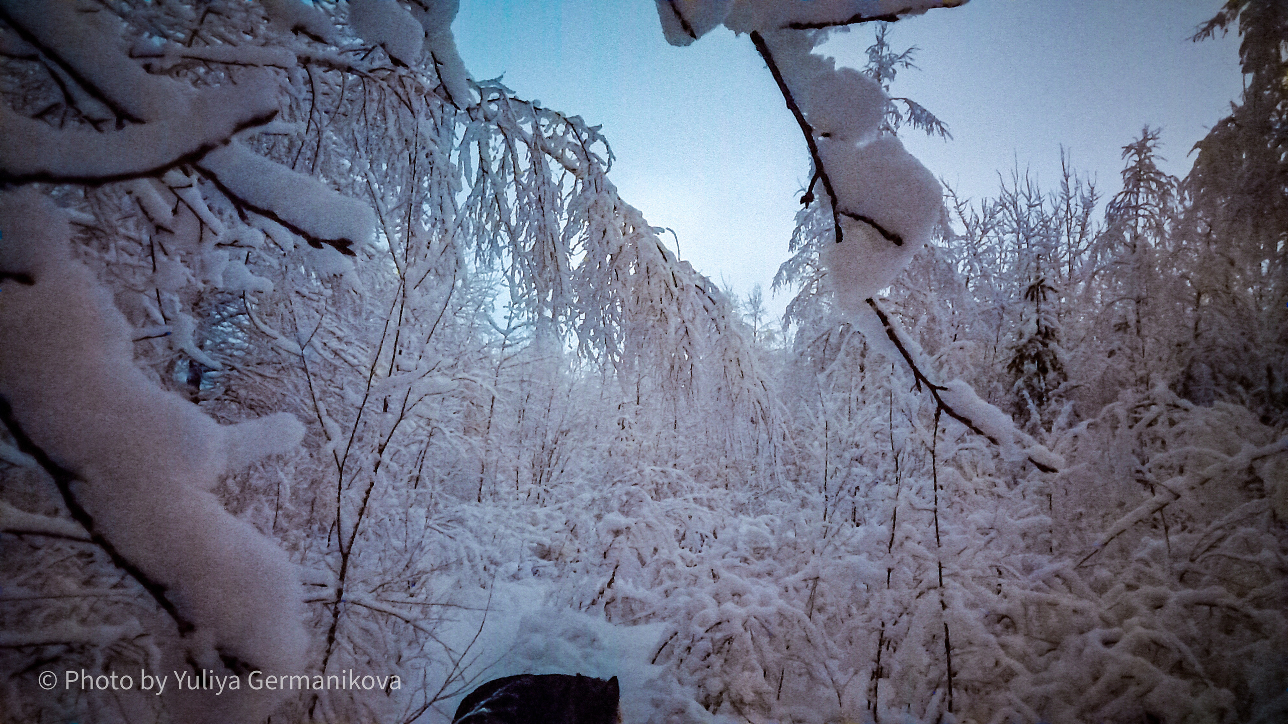 Разные фото на телефон.Города,природа. Фотограф-анималист Юлия Германика