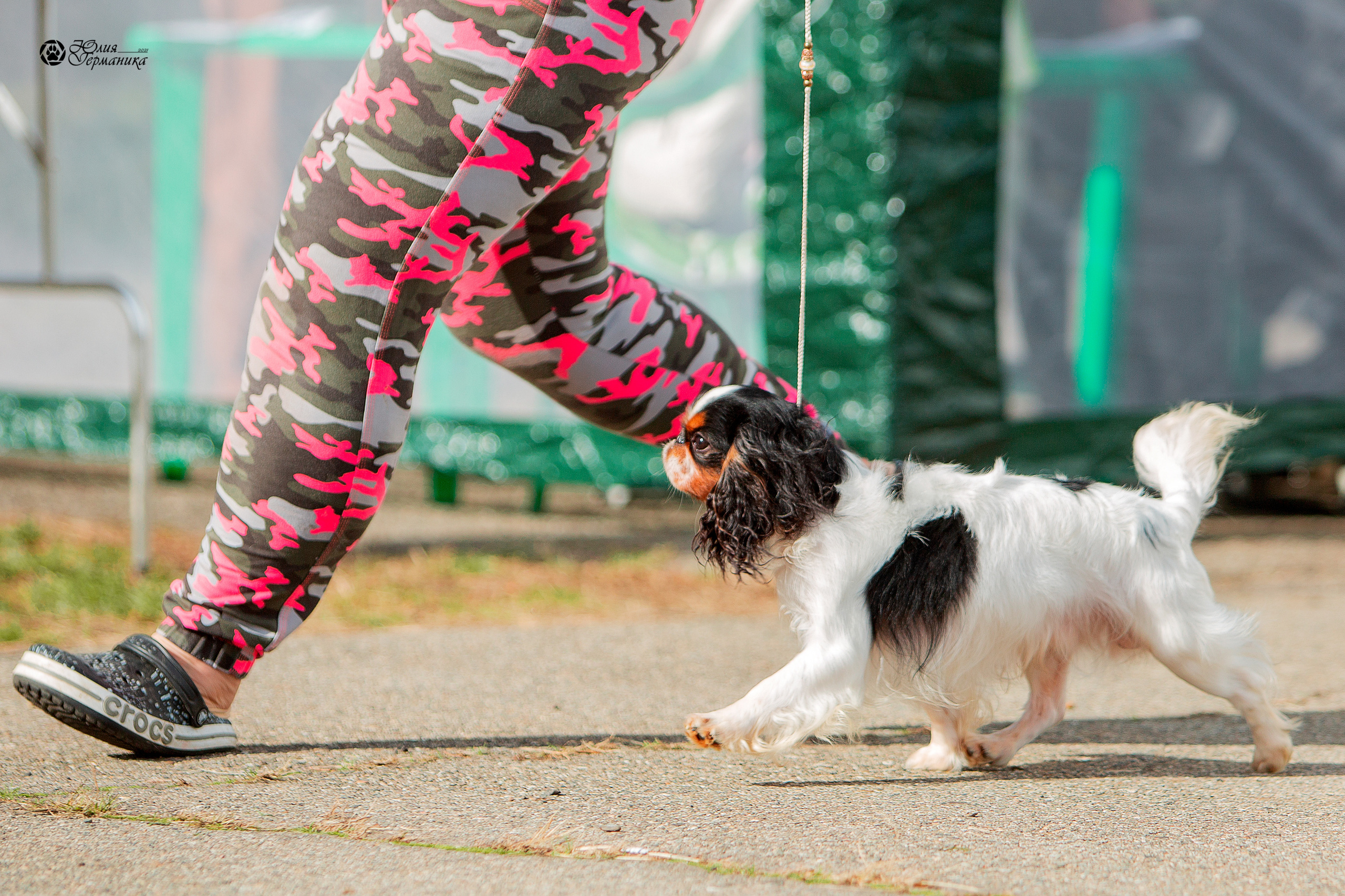 Майкоп САС 9 октября. Фотограф-анималист Юлия Германика