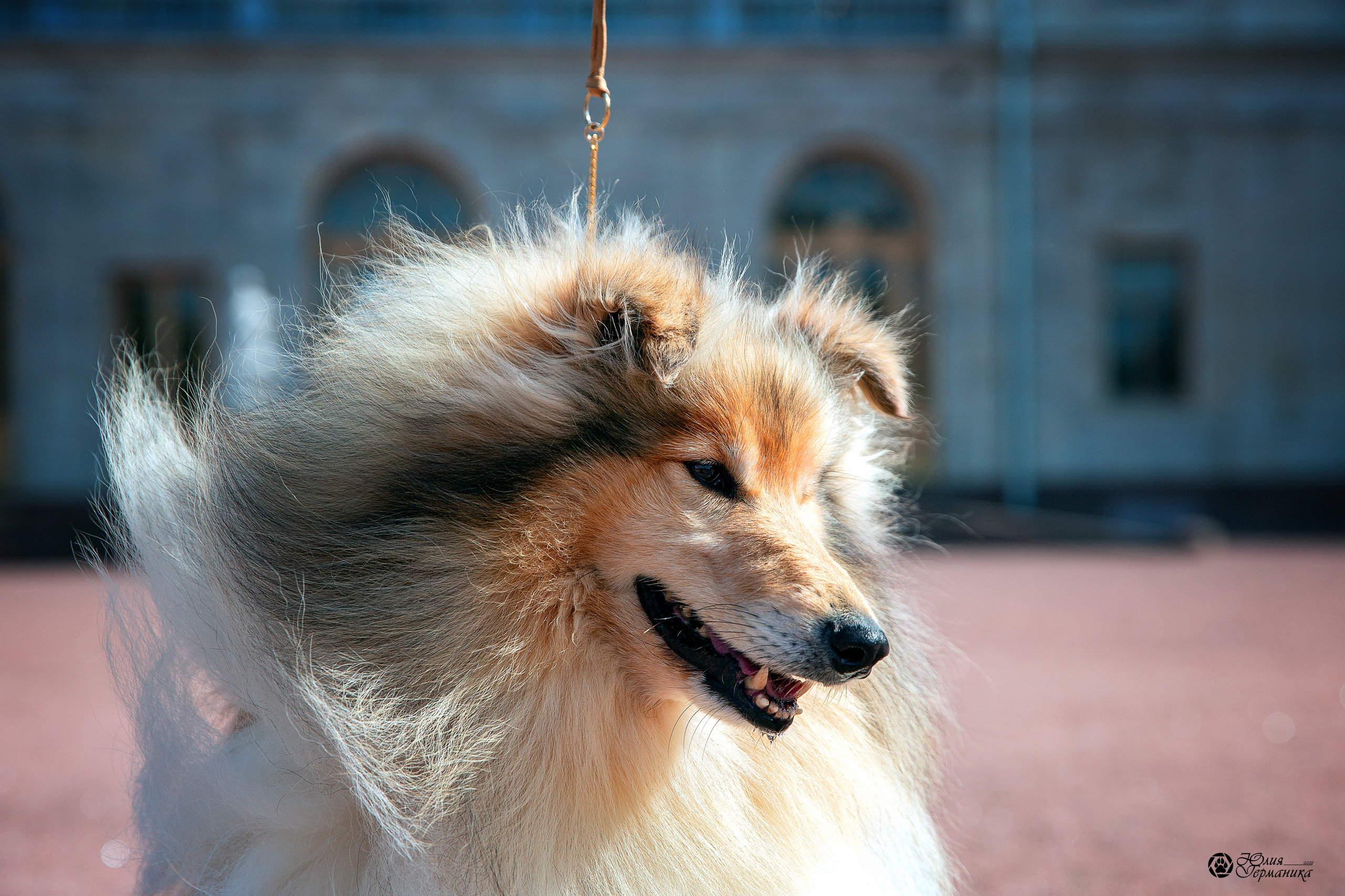 Свободная съемка. Фотограф-анималист Юлия Германика