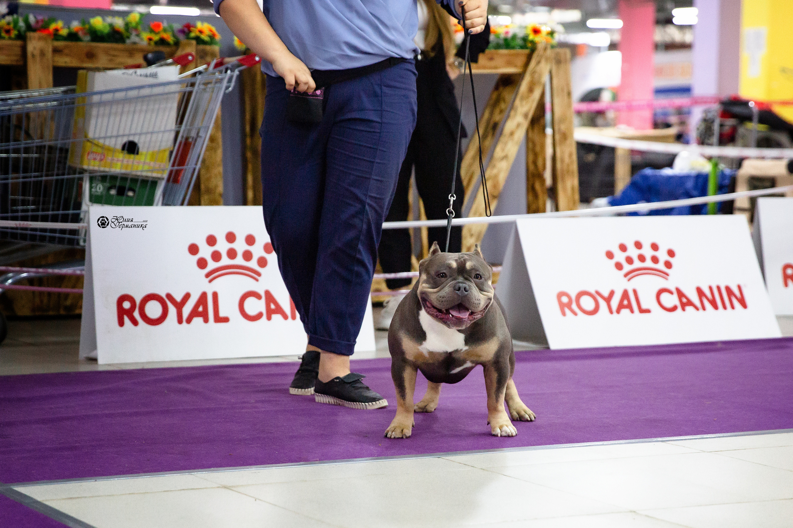 Чайна-Таун 2021. Фотограф-анималист Юлия Германика