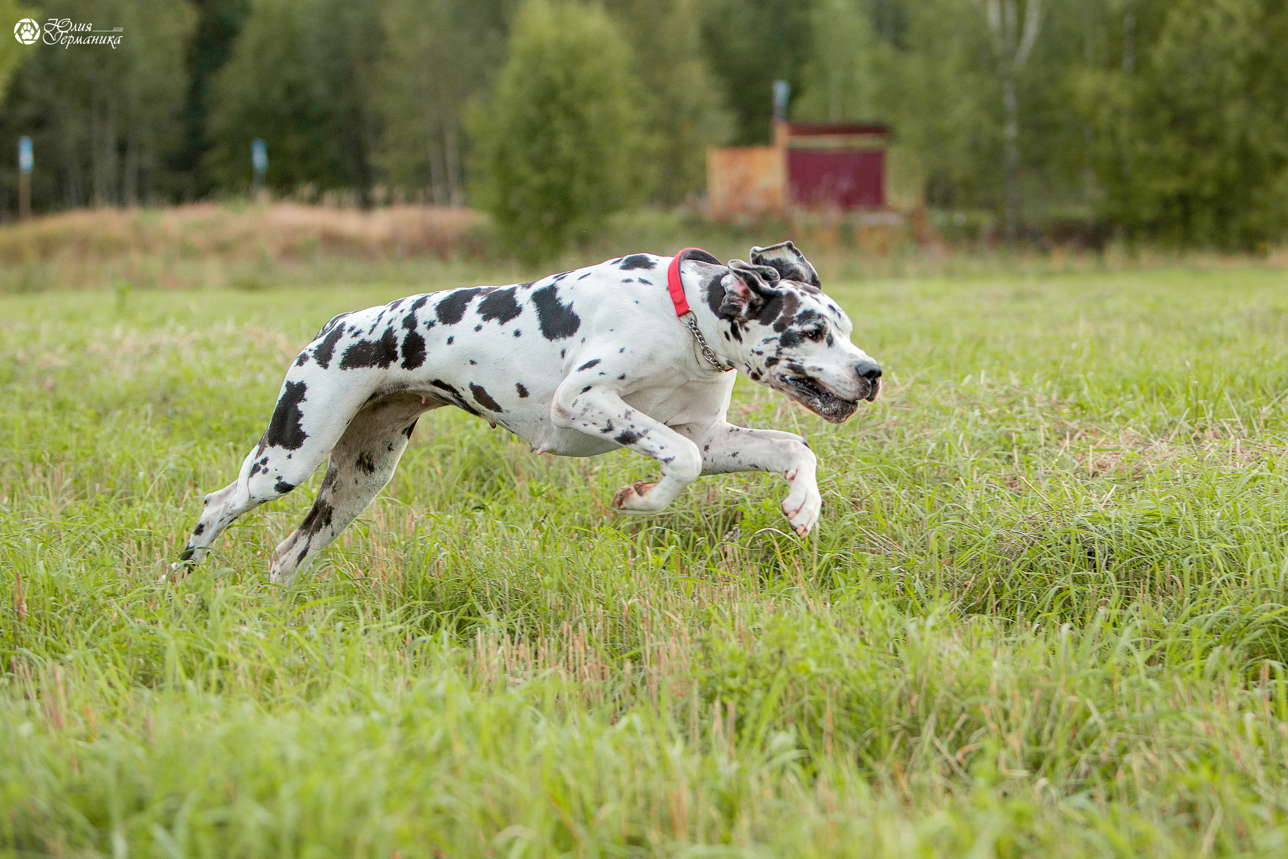 Свободная съемка. Фотограф-анималист Юлия Германика