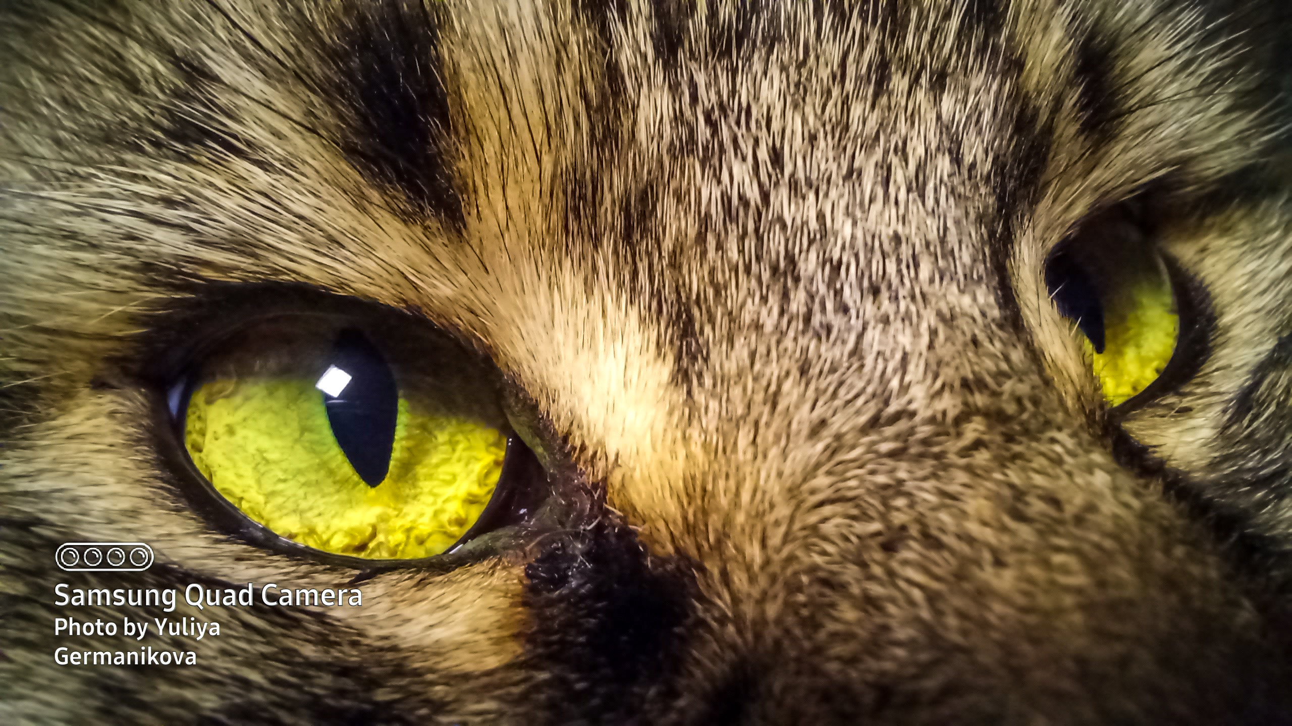 Разные фото на телефон.Города,природа. Фотограф-анималист Юлия Германика