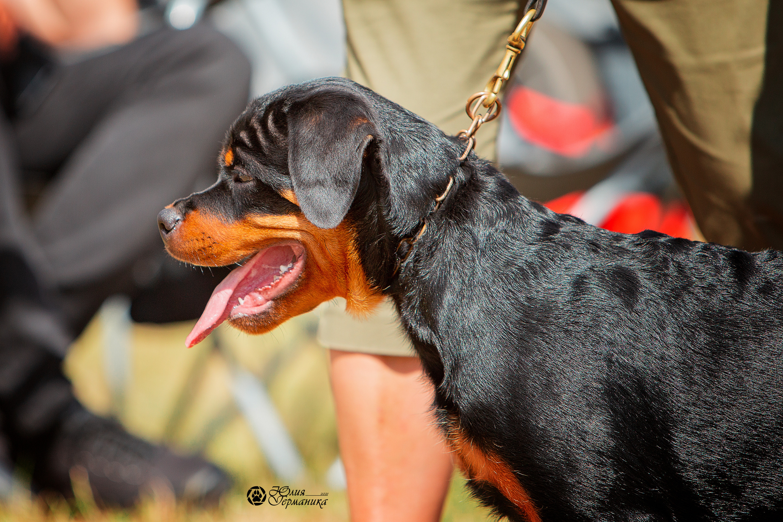 Тверь моно ротвейлеров 3-4 июля 2021. Фотограф-анималист Юлия Германика
