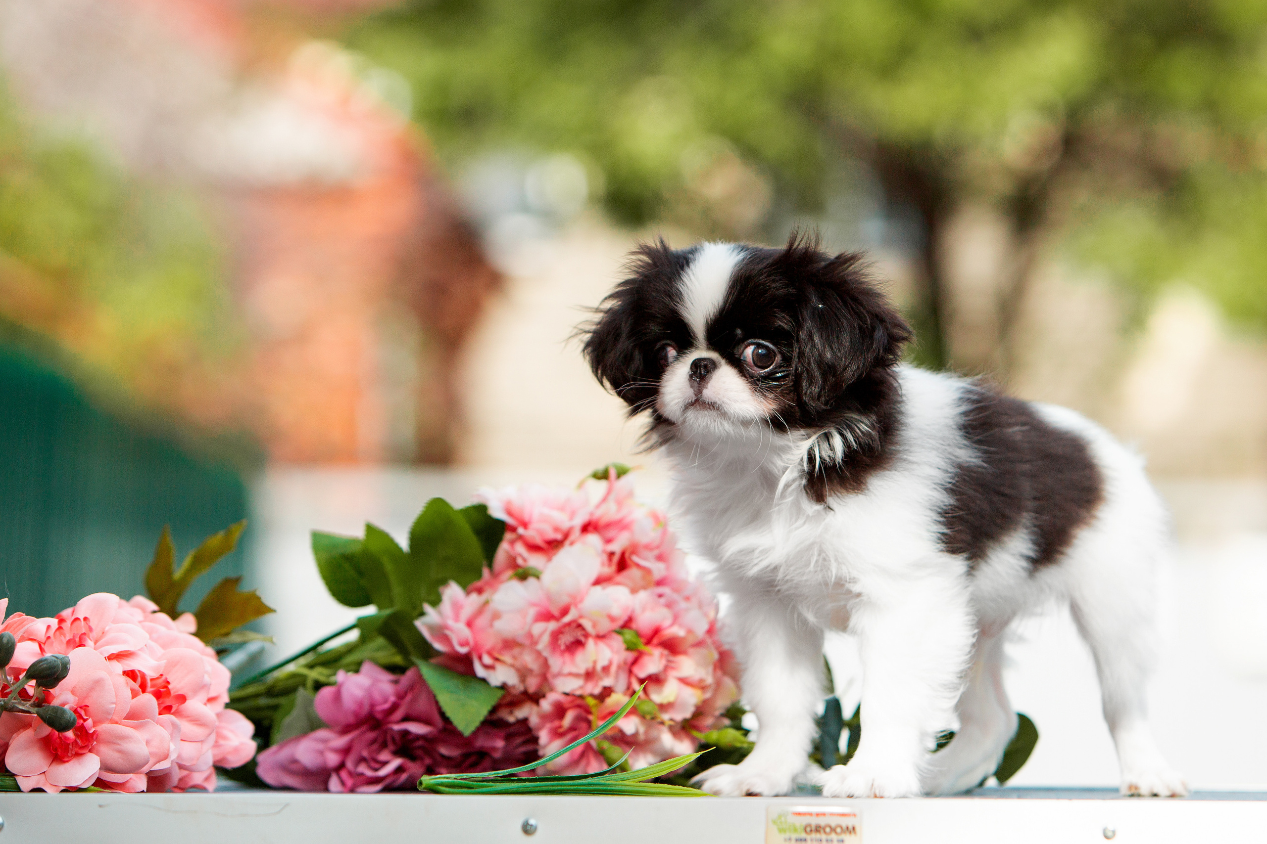 Съёмки щенков и котят. Фотограф-анималист Юлия Германика