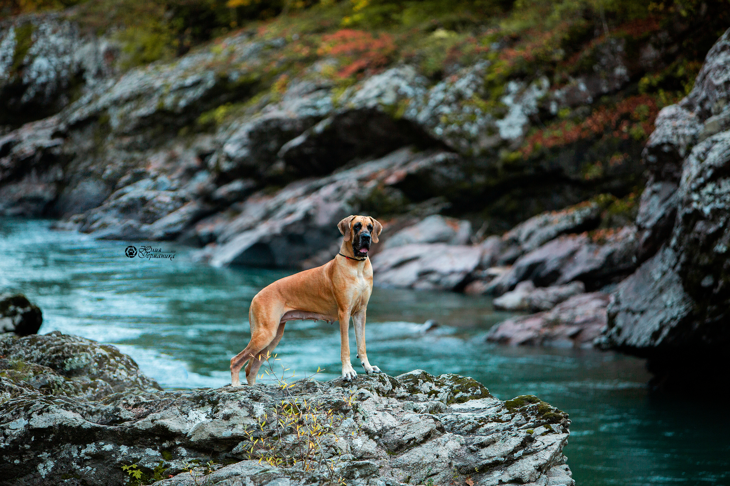 Свободная съемка. Фотограф-анималист Юлия Германика