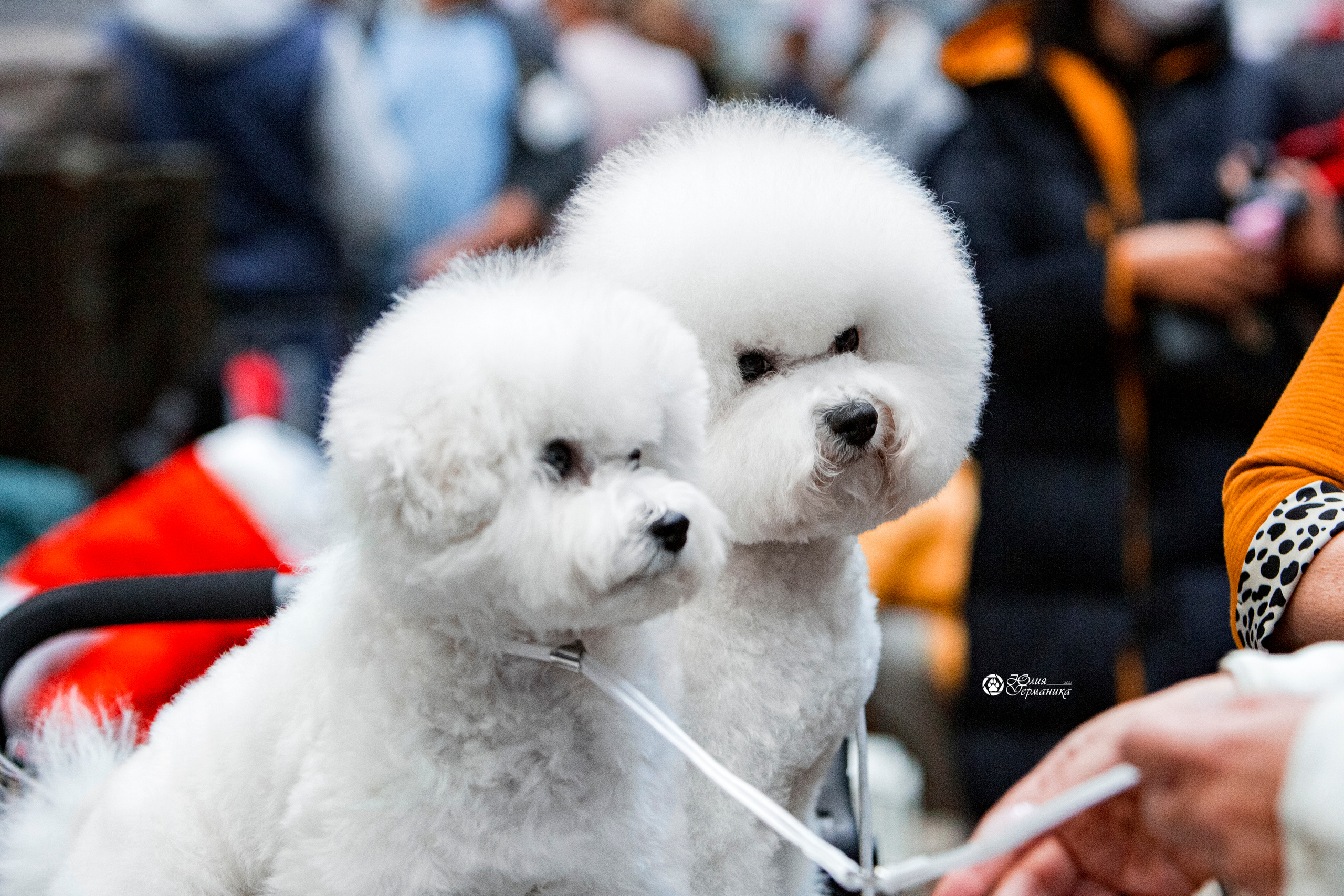 Минск 2хCACIB 27-28 ноября 2021. Фотограф-анималист Юлия Германика