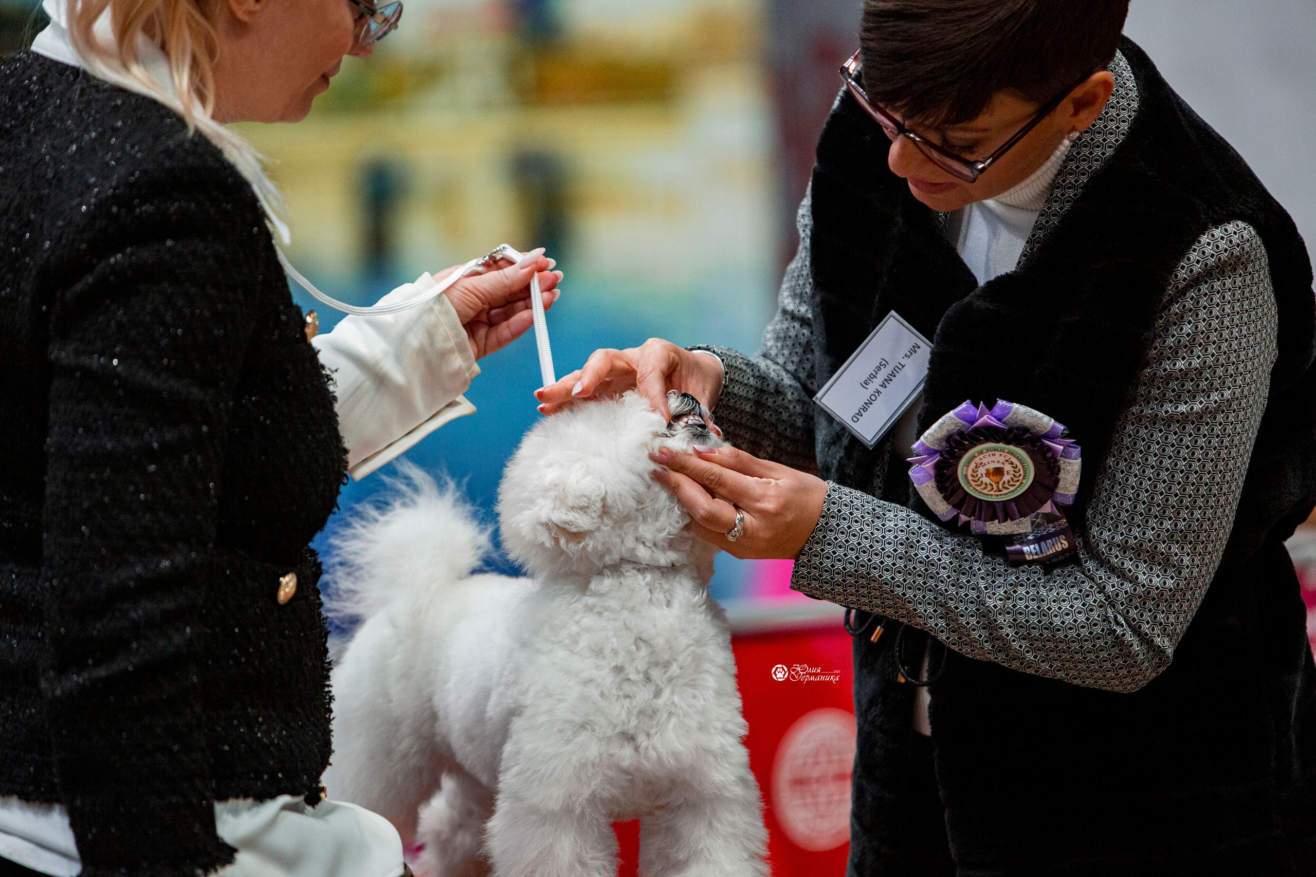 Минск 2хCACIB 27-28 ноября 2021. Фотограф-анималист Юлия Германика