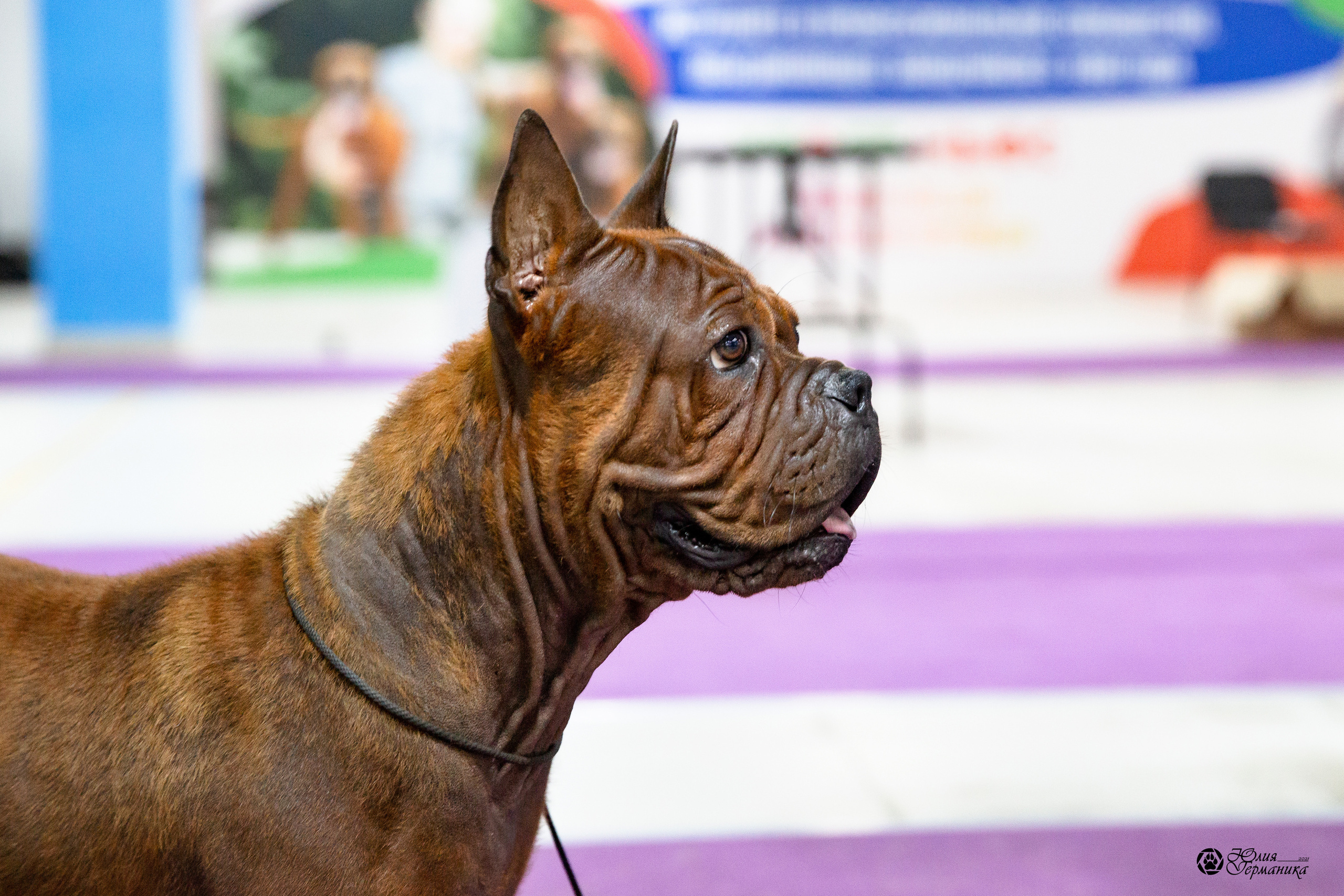 Чайна-Таун 2021. Фотограф-анималист Юлия Германика