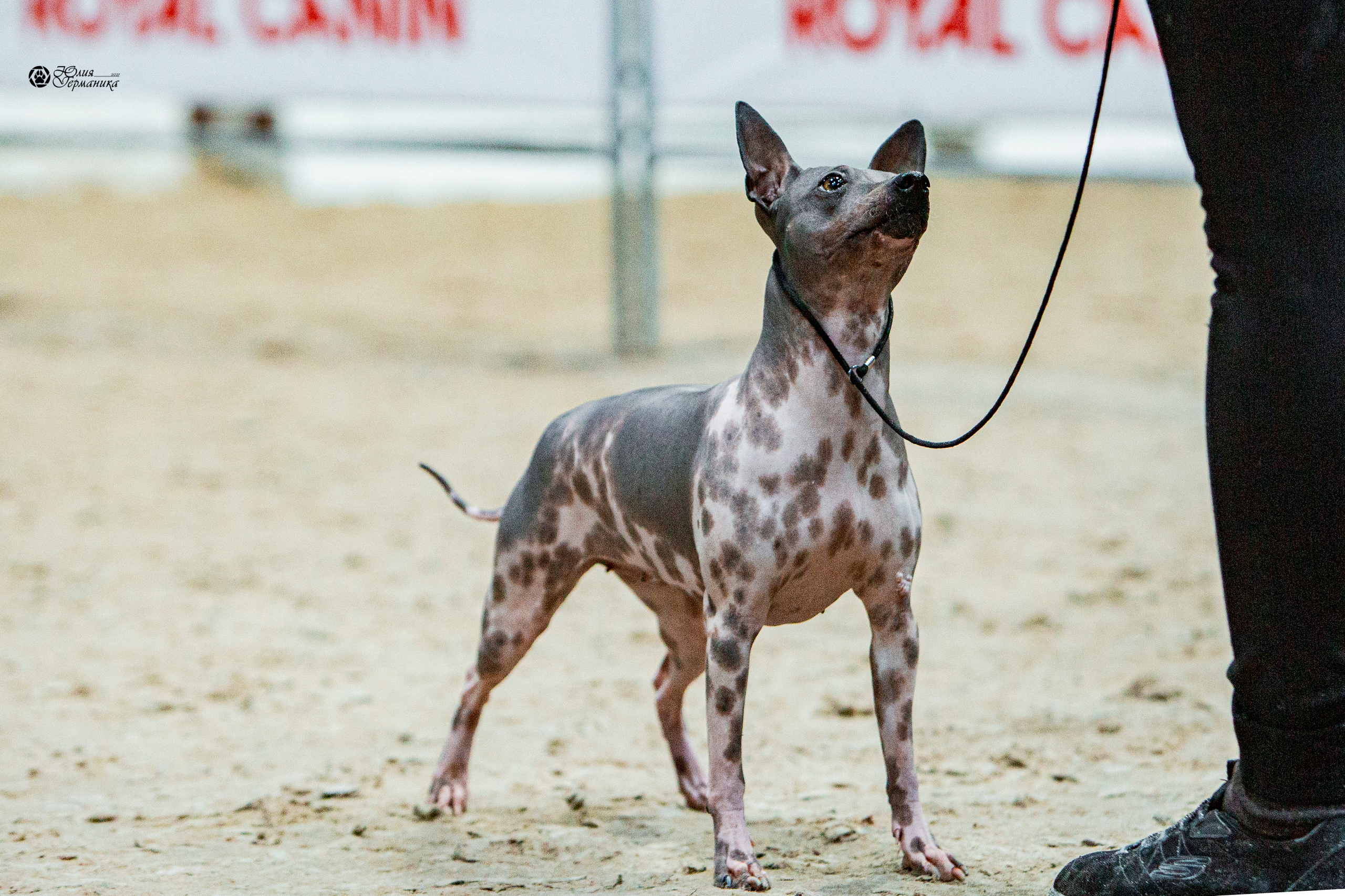 Минск 2хCACIB 27-28 ноября 2021. Фотограф-анималист Юлия Германика