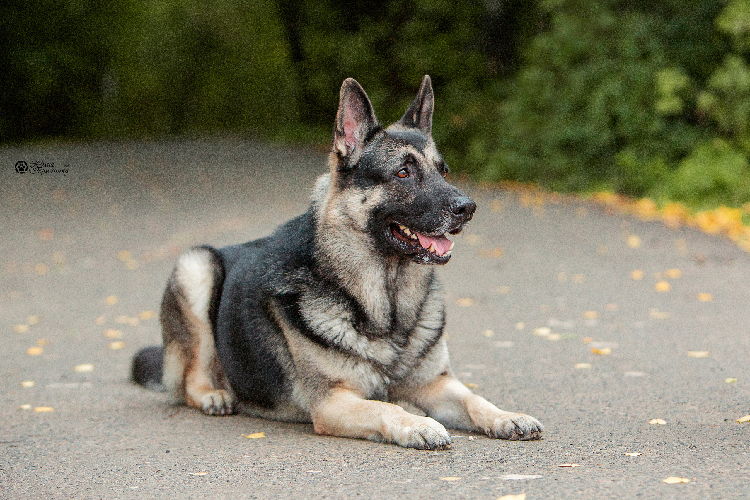 Свободная съемка. Фотограф-анималист Юлия Германика