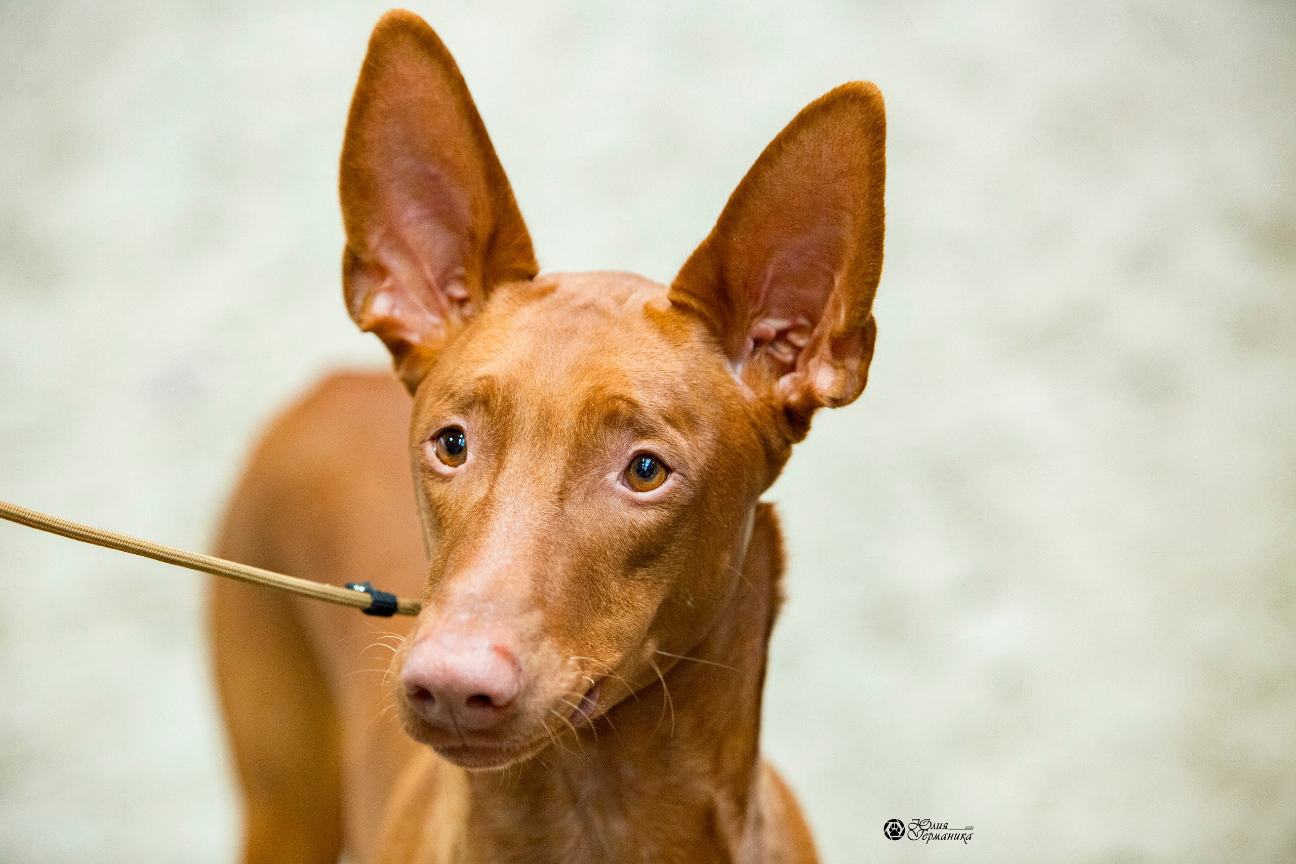 Минск 2хCACIB 27-28 ноября 2021. Фотограф-анималист Юлия Германика