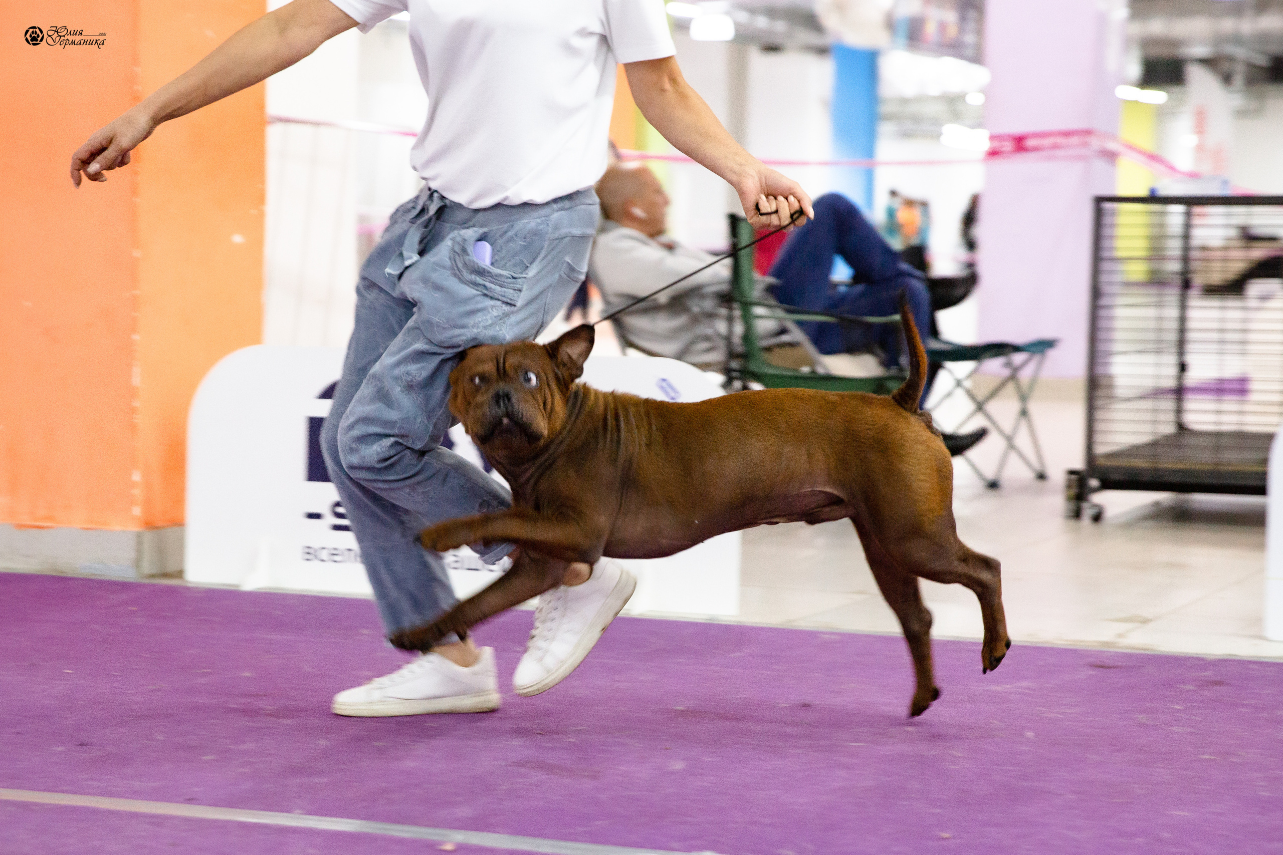 Чайна-Таун 2021. Фотограф-анималист Юлия Германика