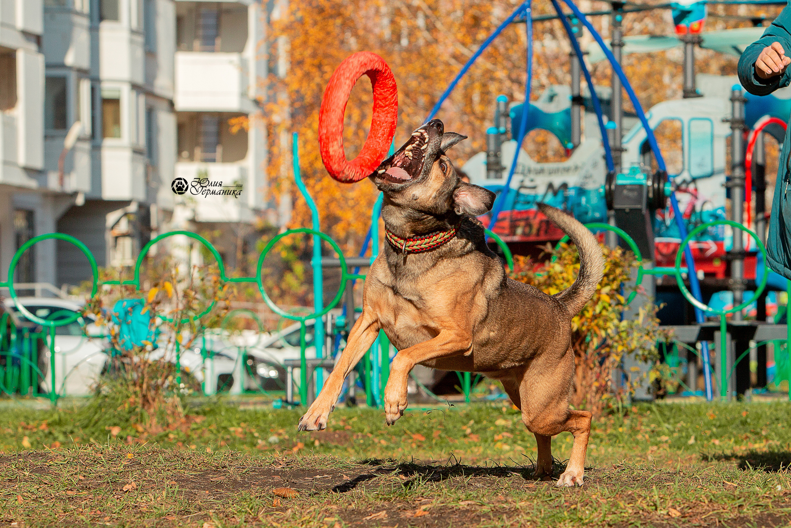 Свободная съемка. Фотограф-анималист Юлия Германика