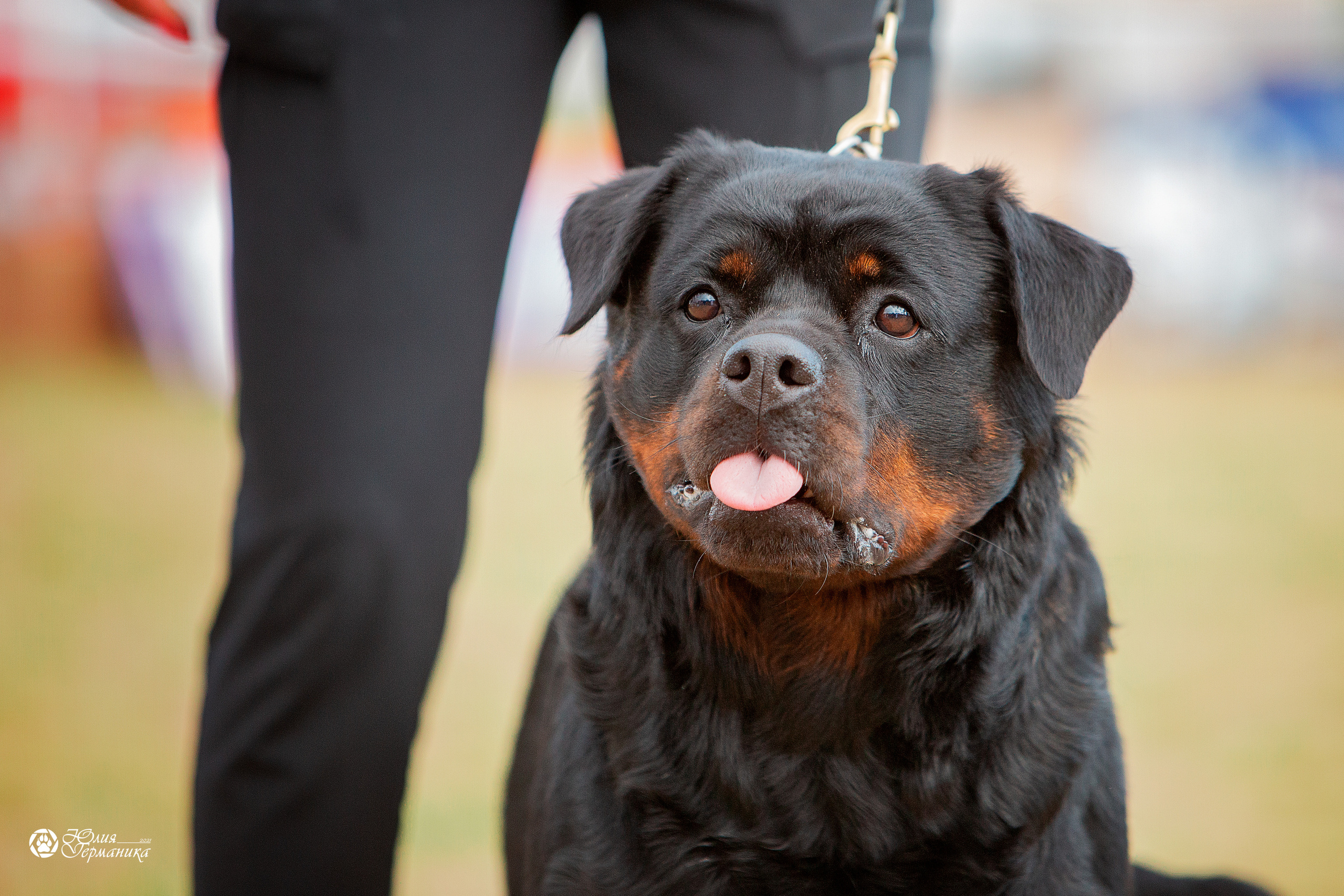 Тверь моно ротвейлеров 3-4 июля 2021. Фотограф-анималист Юлия Германика