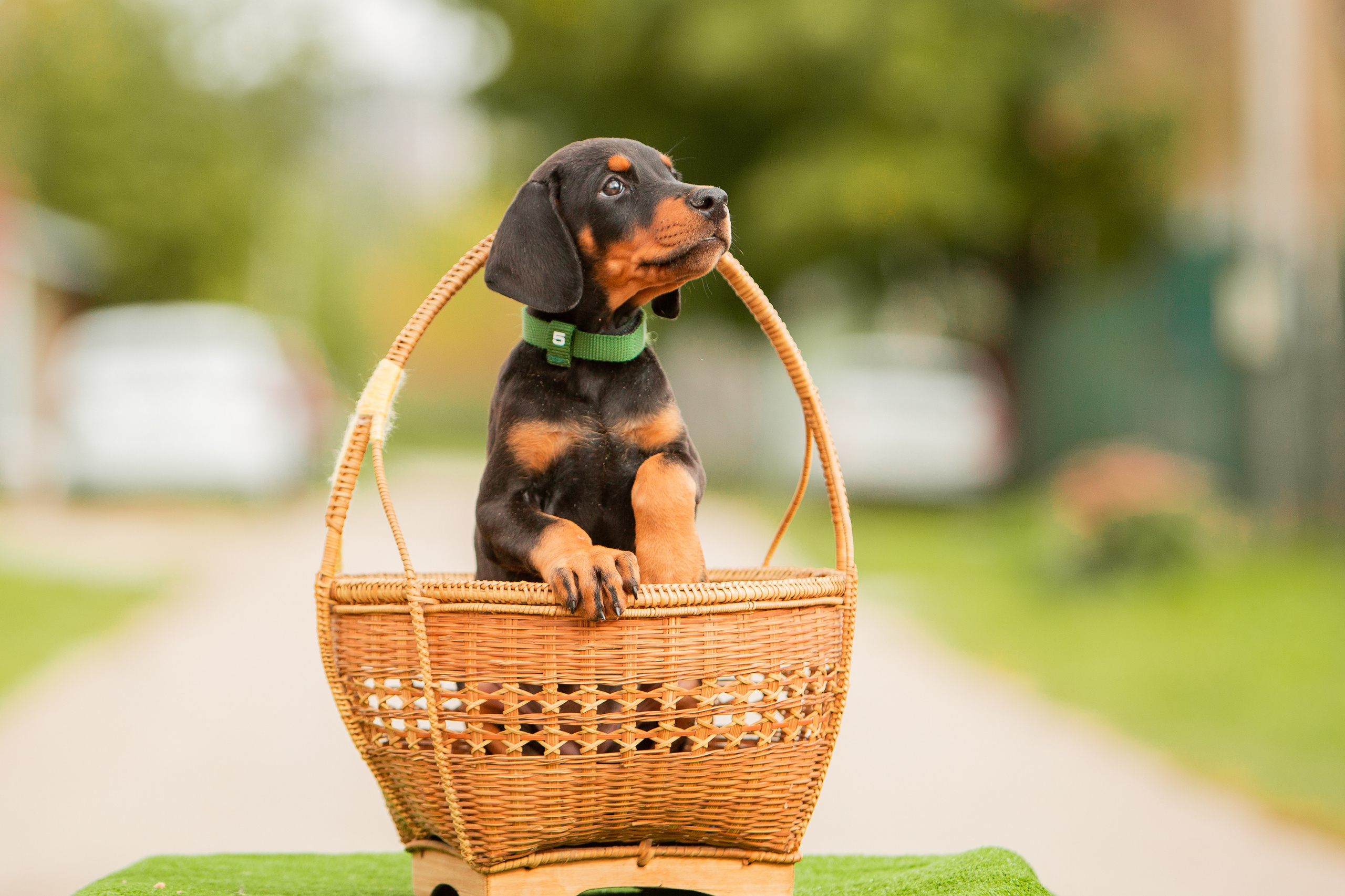 Съёмки щенков и котят. Фотограф-анималист Юлия Германика