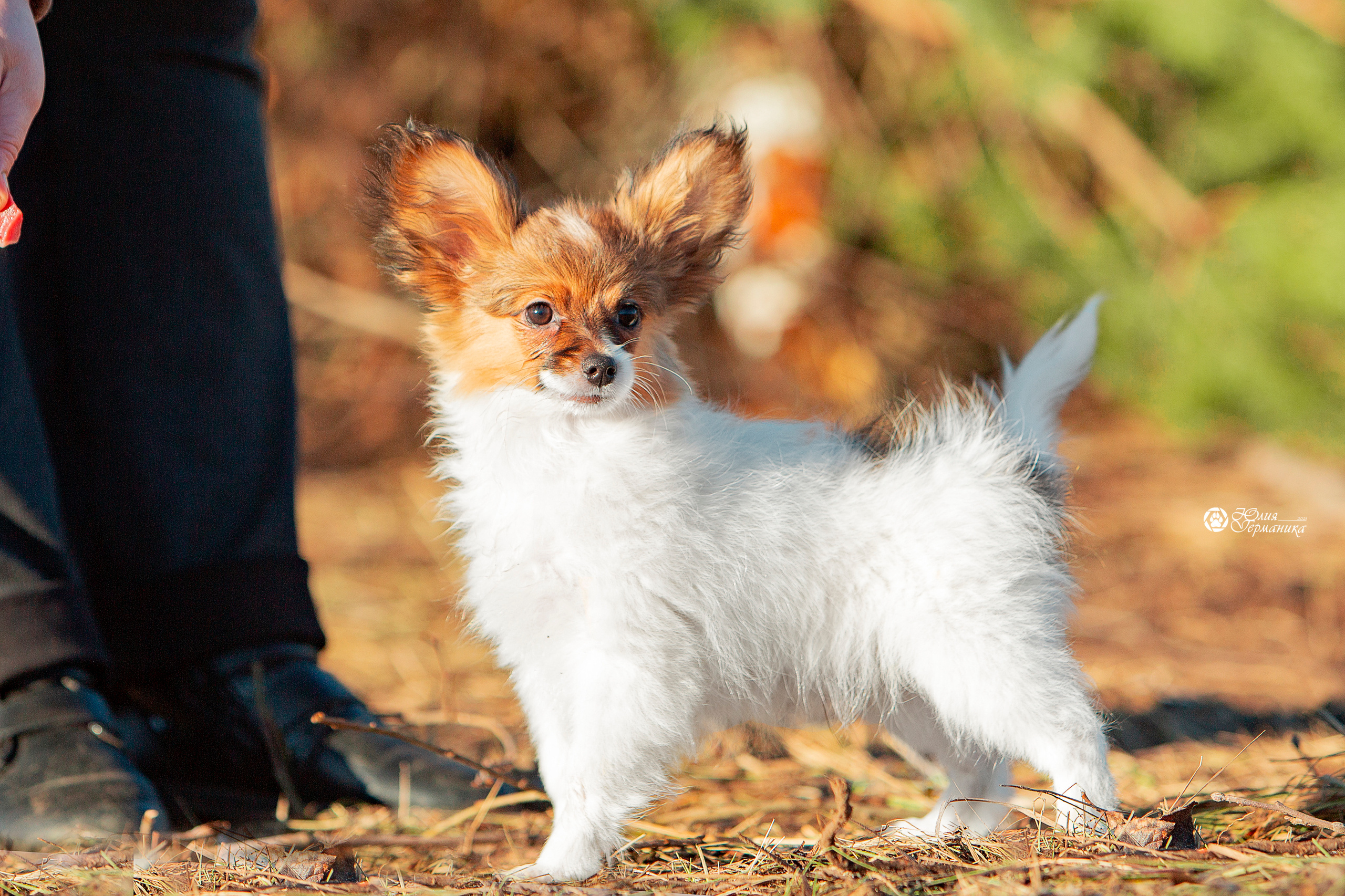 Съёмки щенков и котят. Фотограф-анималист Юлия Германика