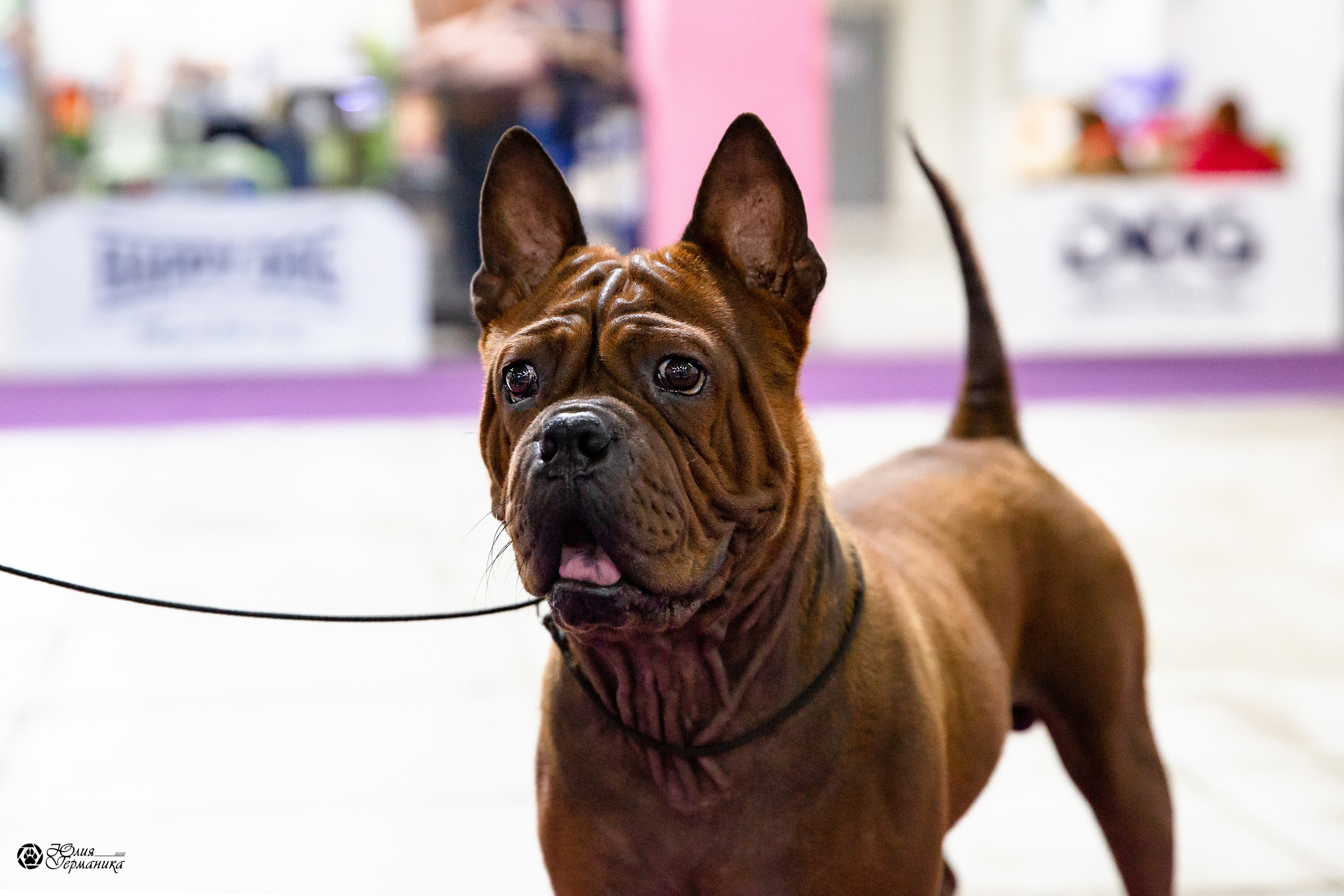 Чайна-Таун 2021. Фотограф-анималист Юлия Германика