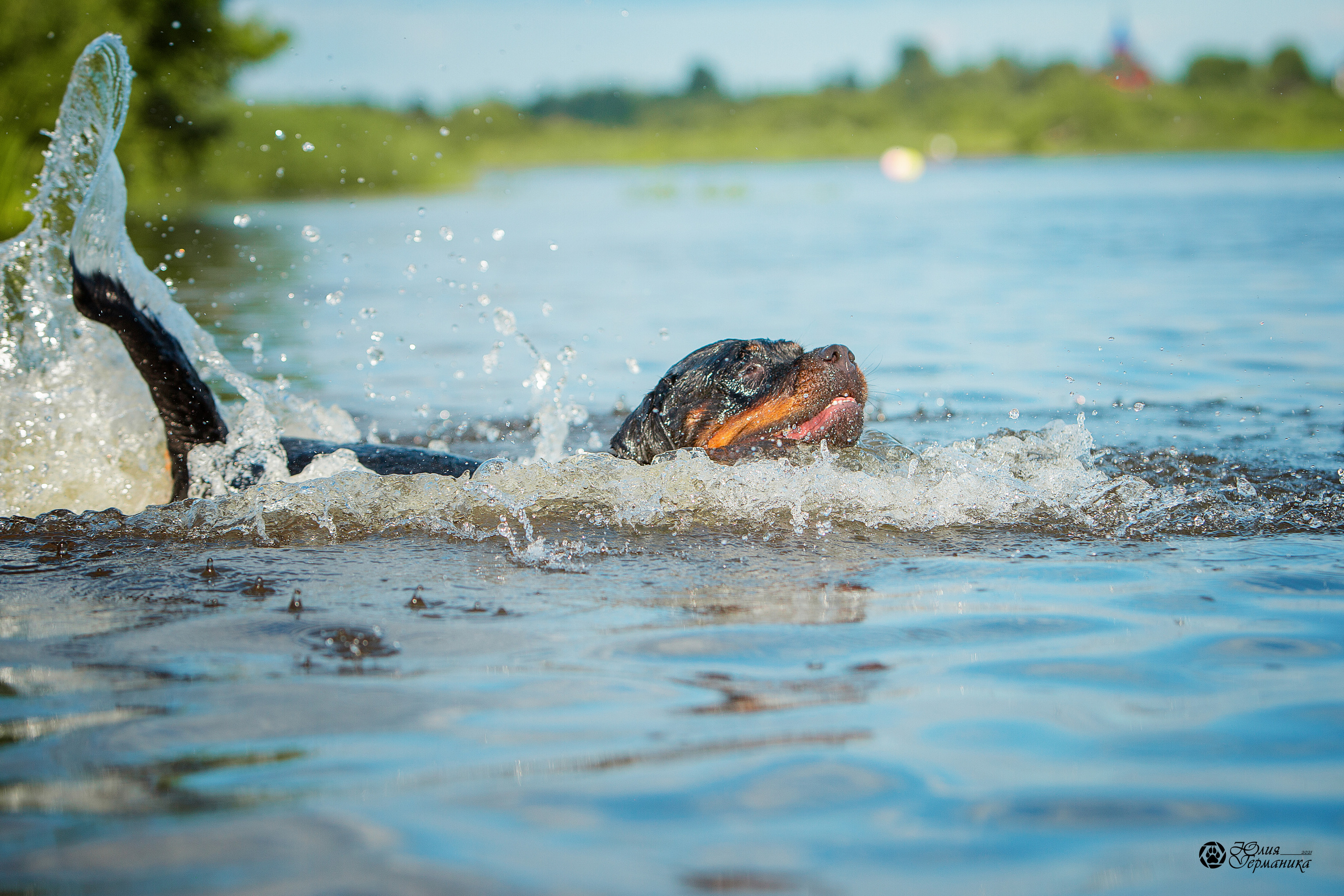 Свободная съемка. Фотограф-анималист Юлия Германика