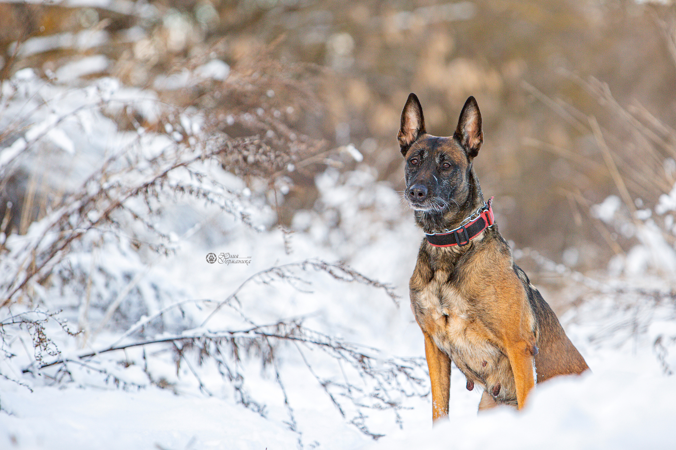 Свободная съемка. Фотограф-анималист Юлия Германика