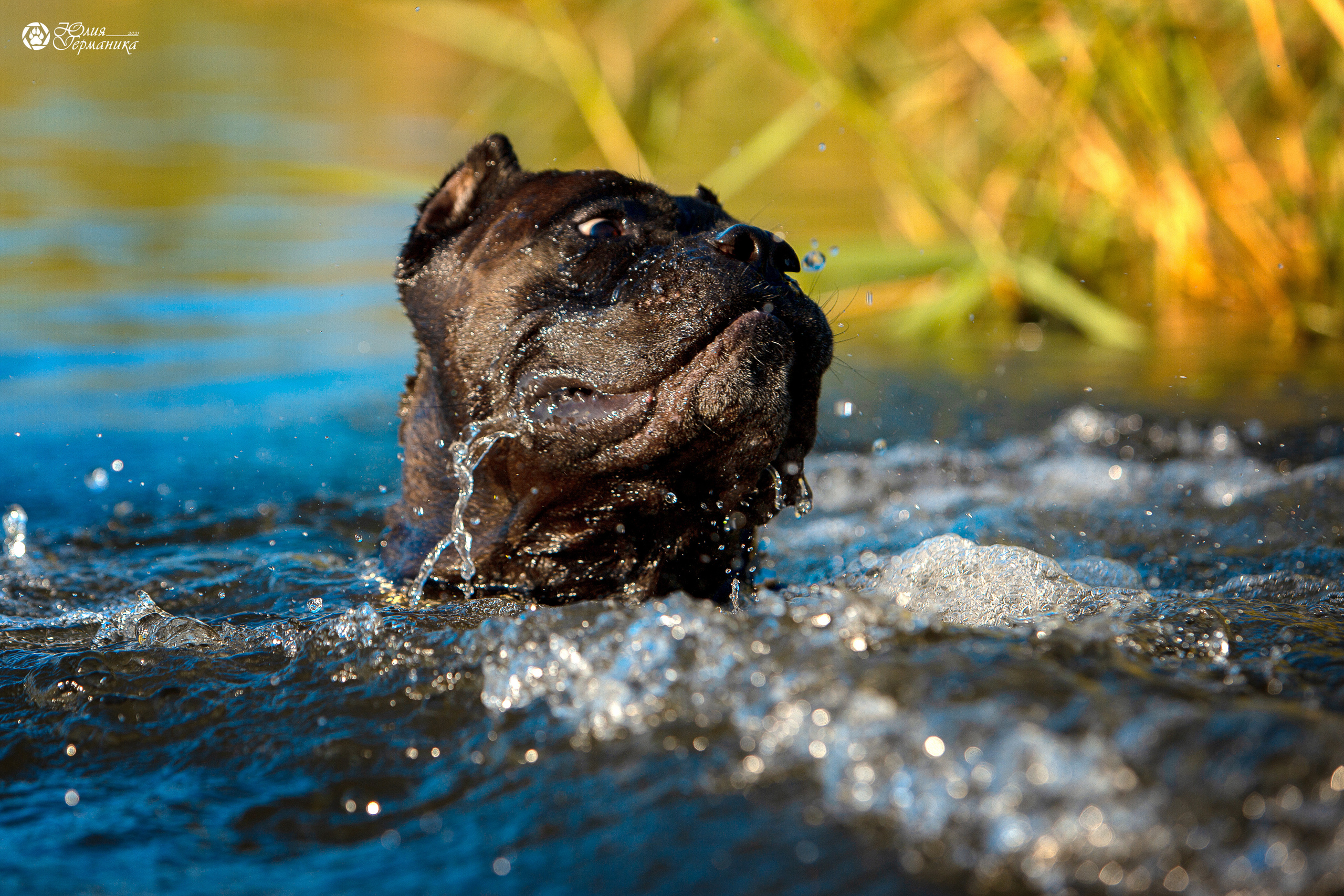Свободная съемка. Фотограф-анималист Юлия Германика