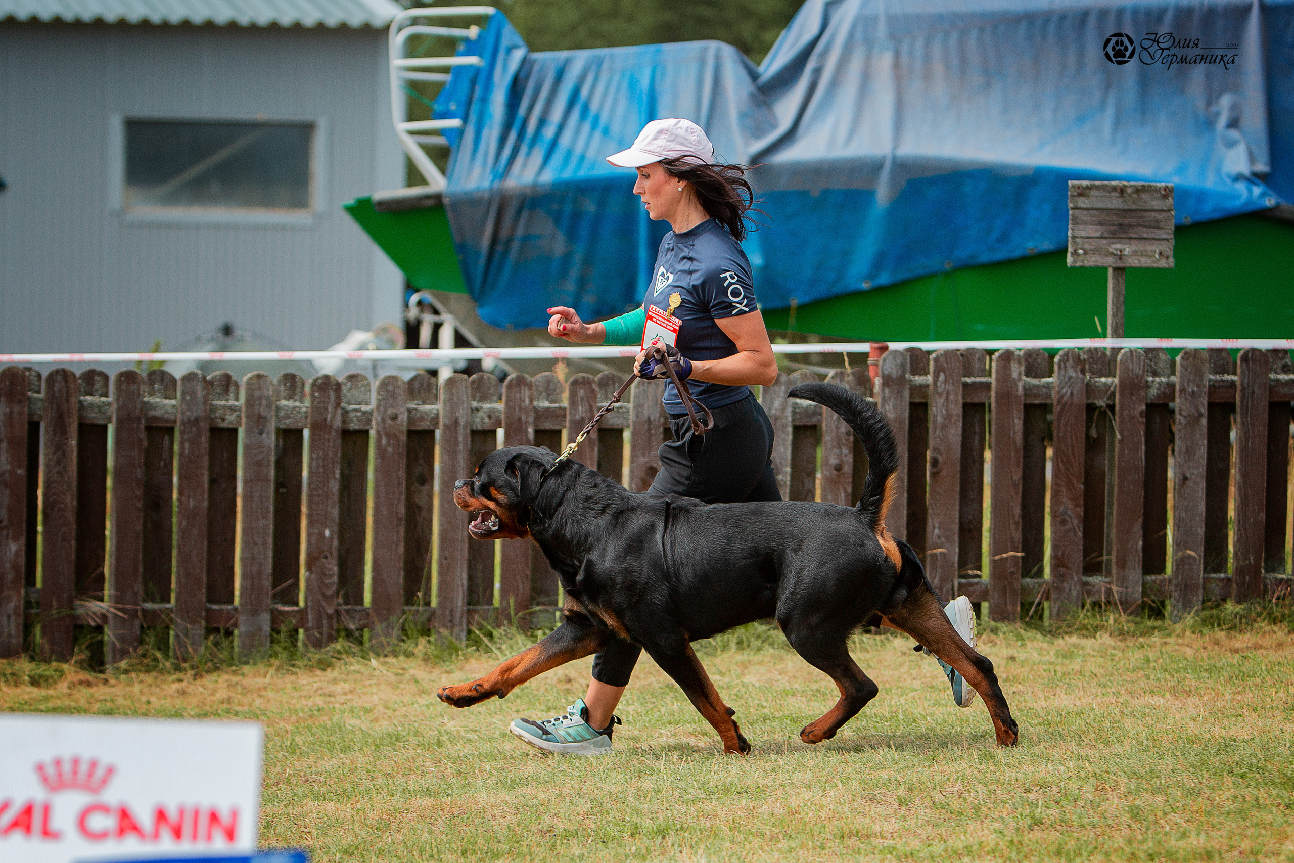 Тверь моно ротвейлеров 3-4 июля 2021. Фотограф-анималист Юлия Германика