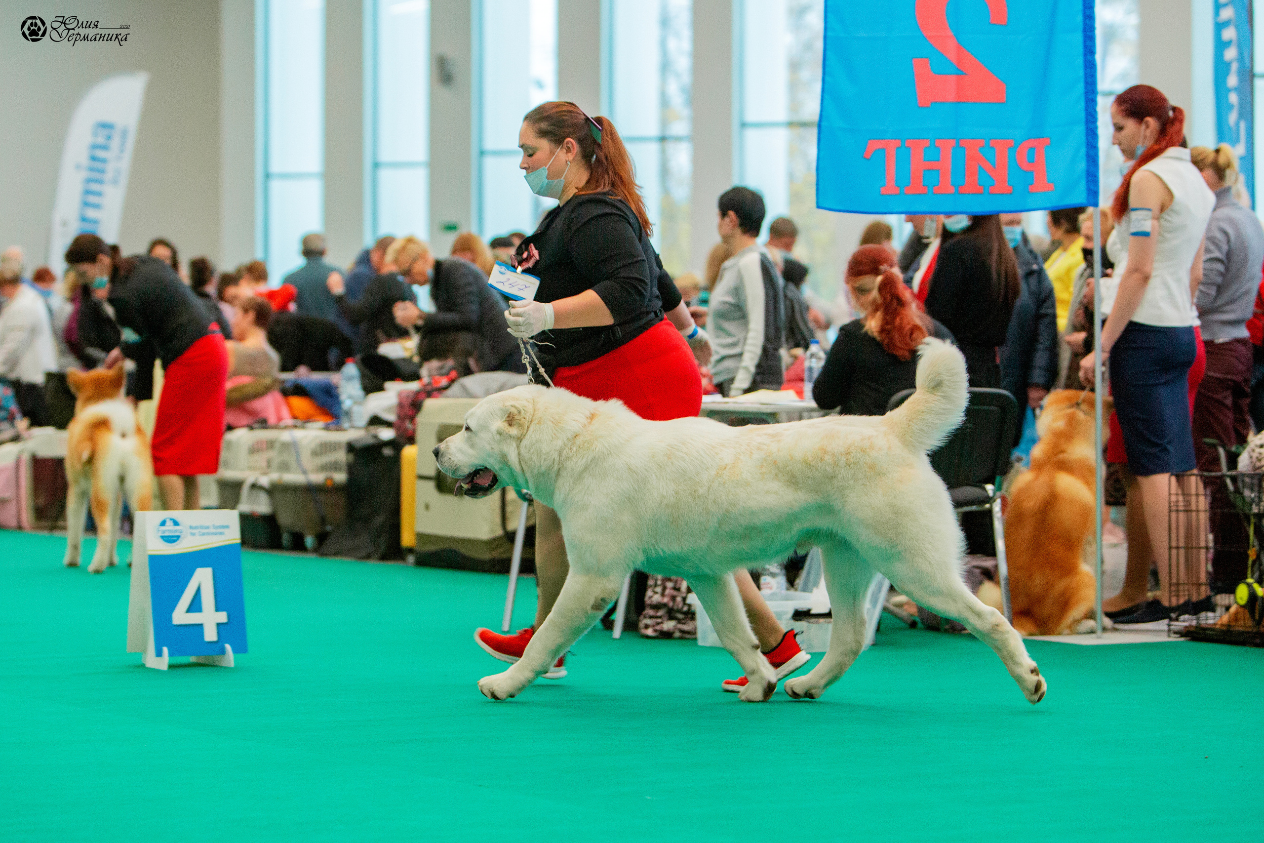 Нижний Новгород 3хCACIB 15-17 октября 2021. Фотограф-анималист Юлия Германика