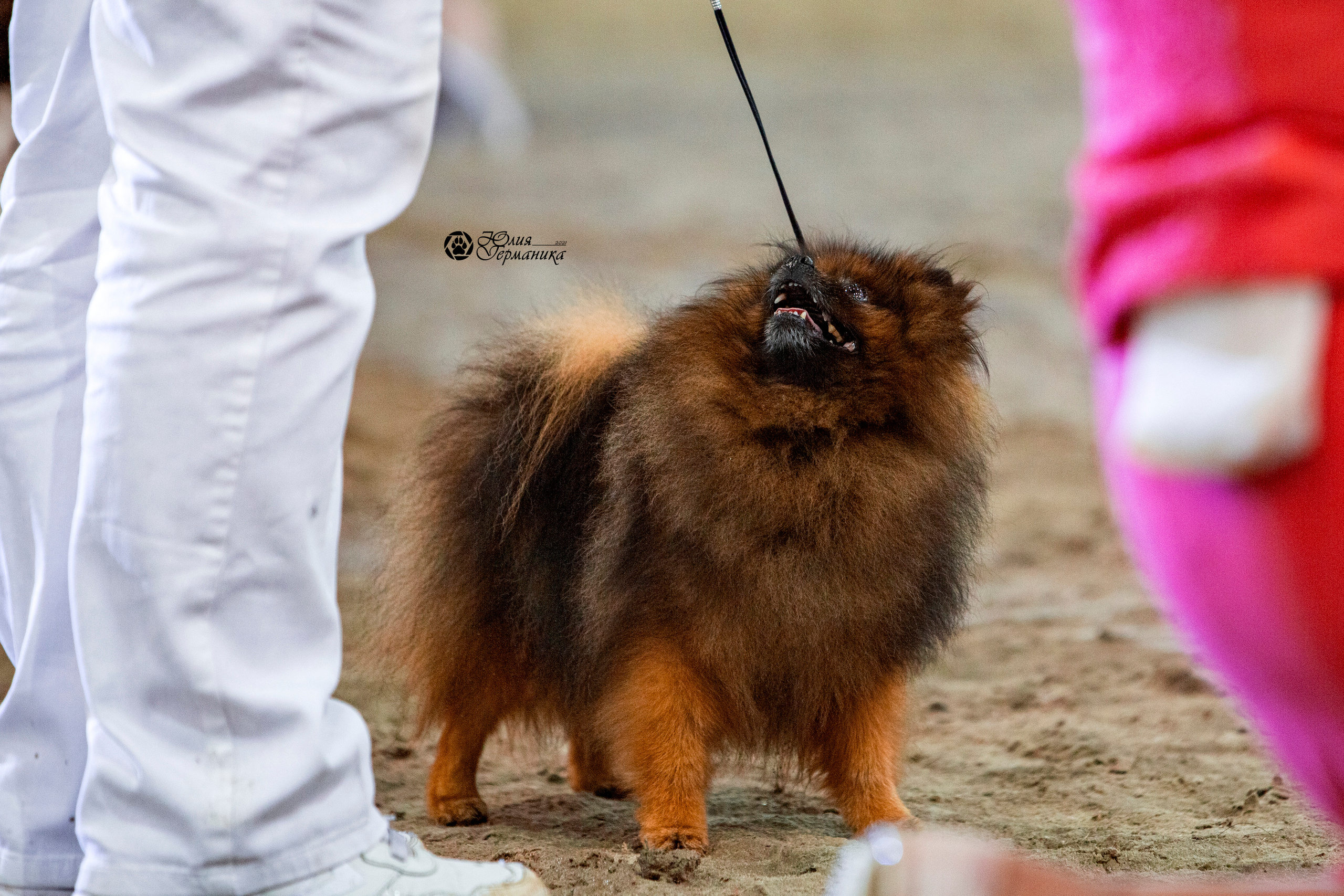 Минск 2хCACIB 27-28 ноября 2021. Фотограф-анималист Юлия Германика