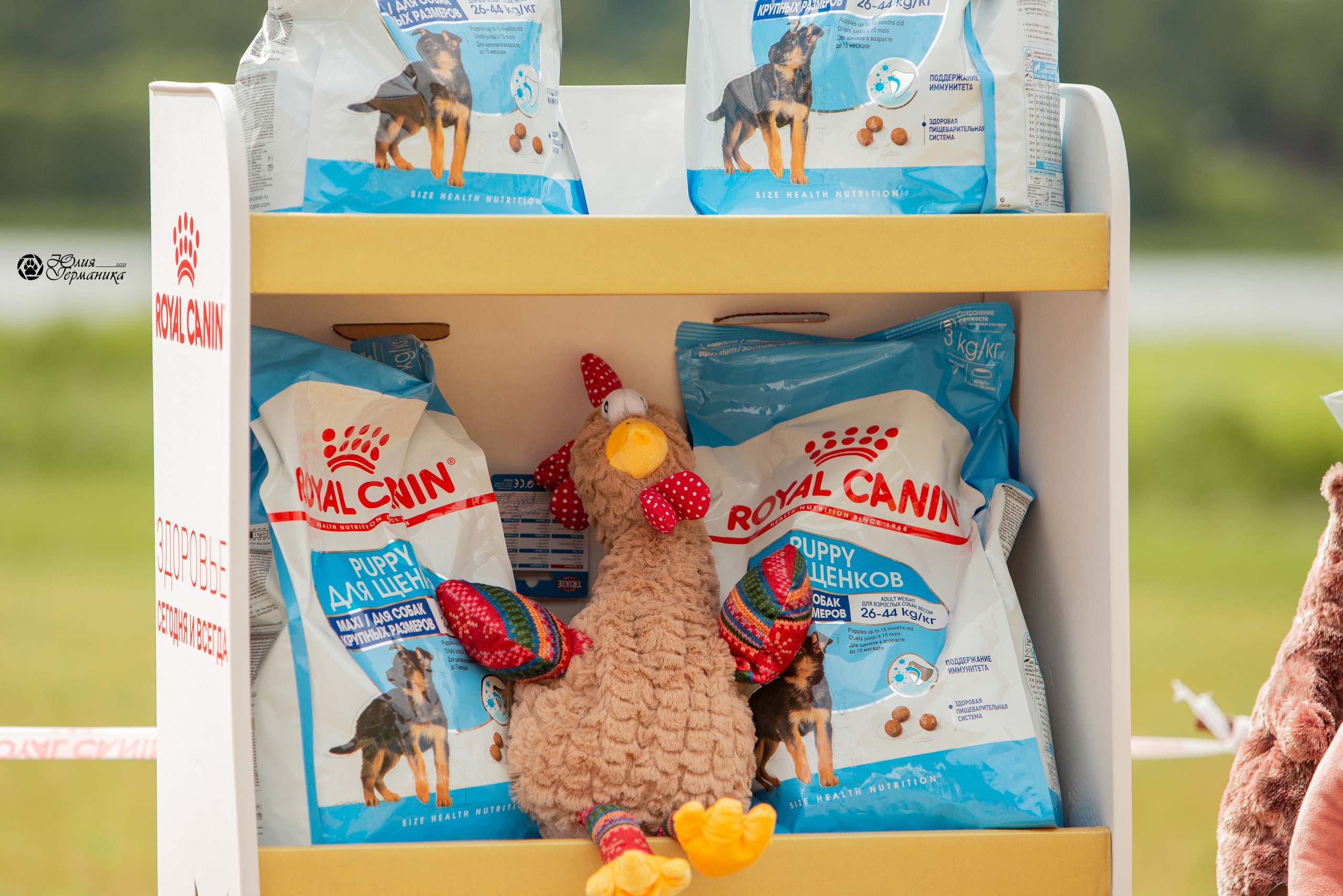 Тверь моно ротвейлеров 3-4 июля 2021. Фотограф-анималист Юлия Германика