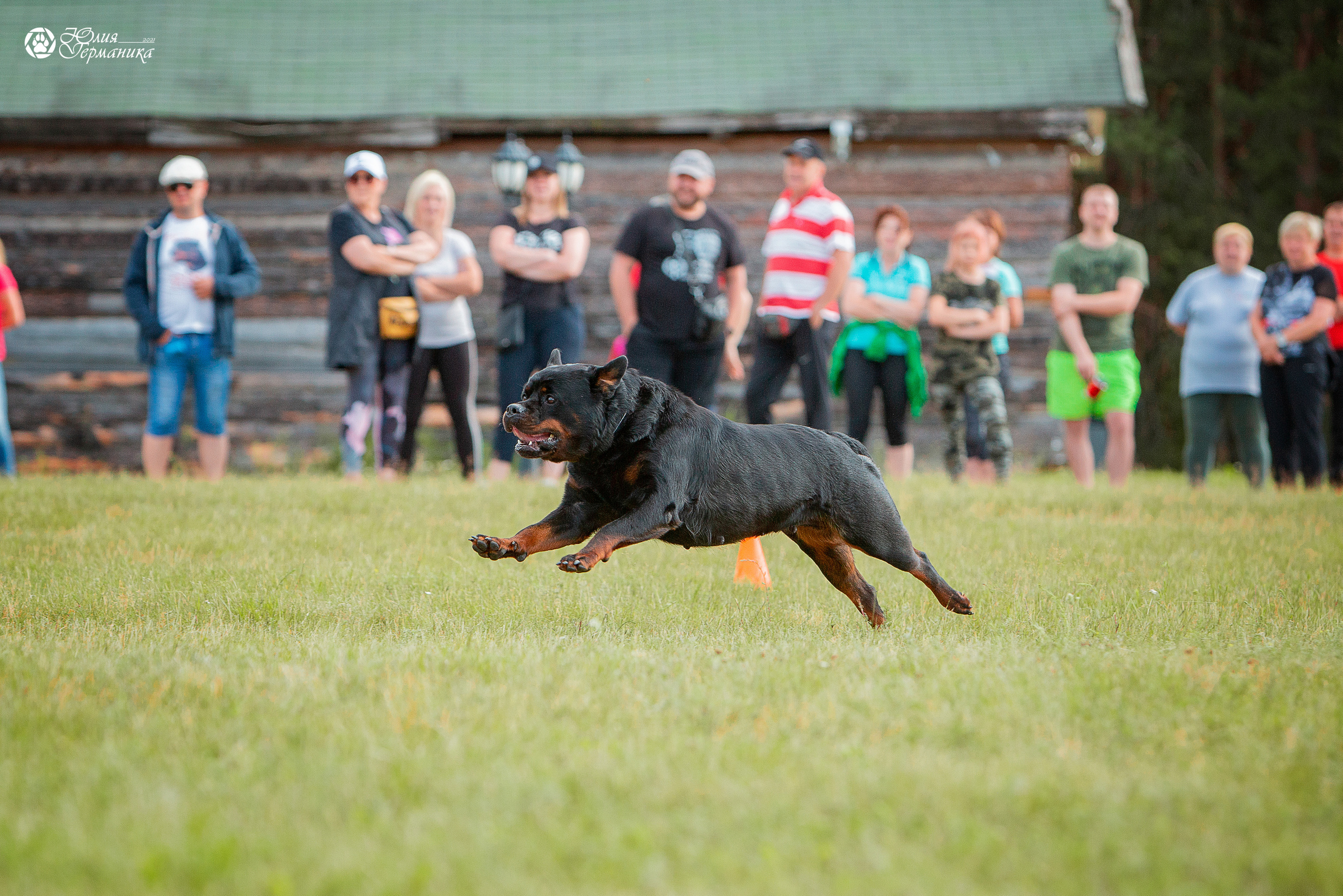 Тверь моно ротвейлеров 3-4 июля 2021. Фотограф-анималист Юлия Германика