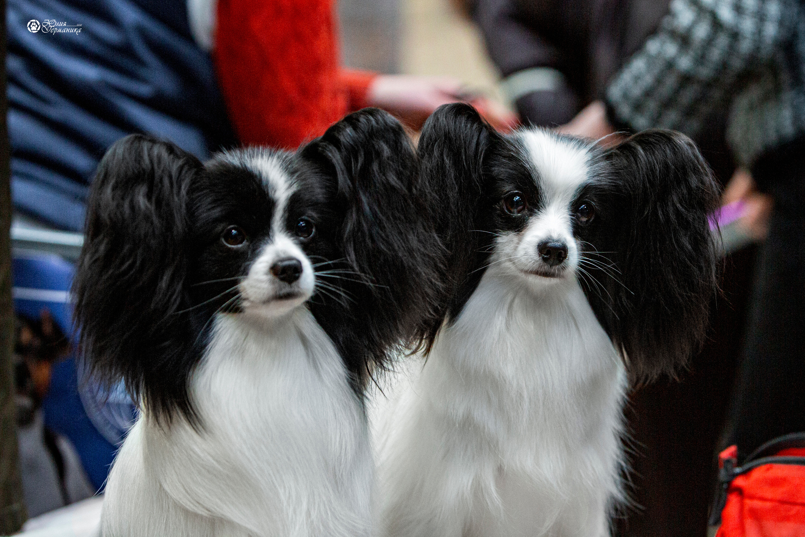 Минск 2хCACIB 27-28 ноября 2021. Фотограф-анималист Юлия Германика